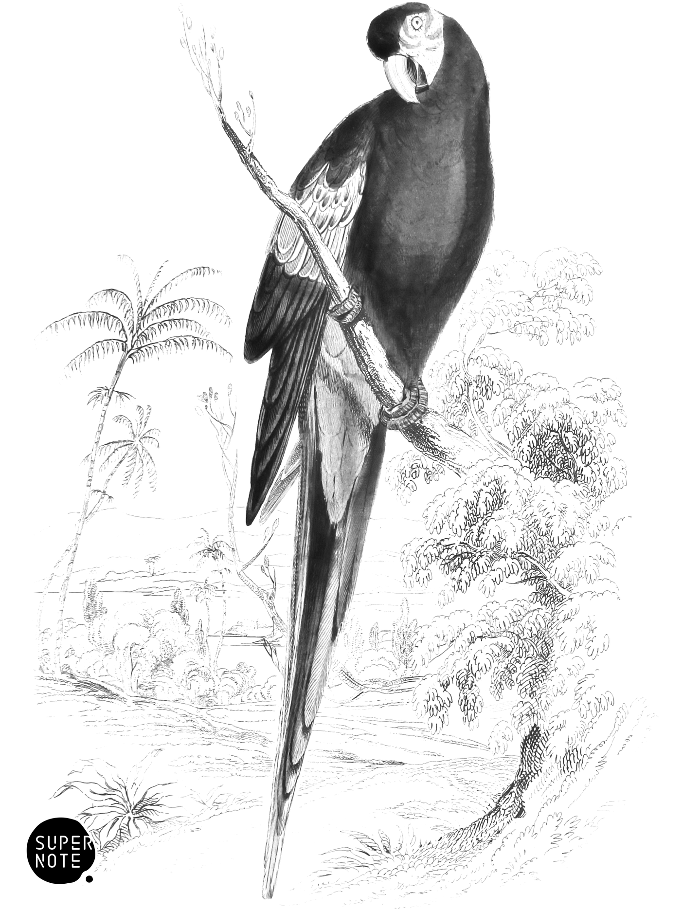 Red and Blue Maccaw (vol-15 plate-7).png