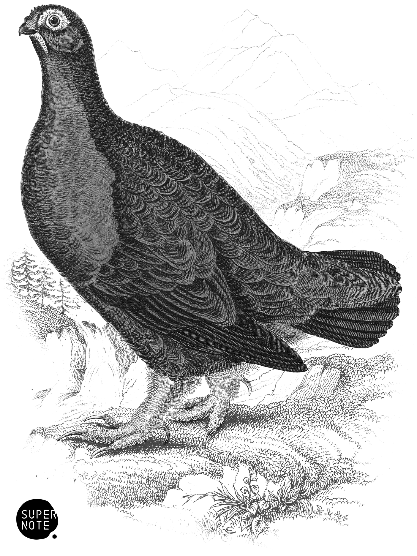 Red Grouse (vol-06 plate-18).png