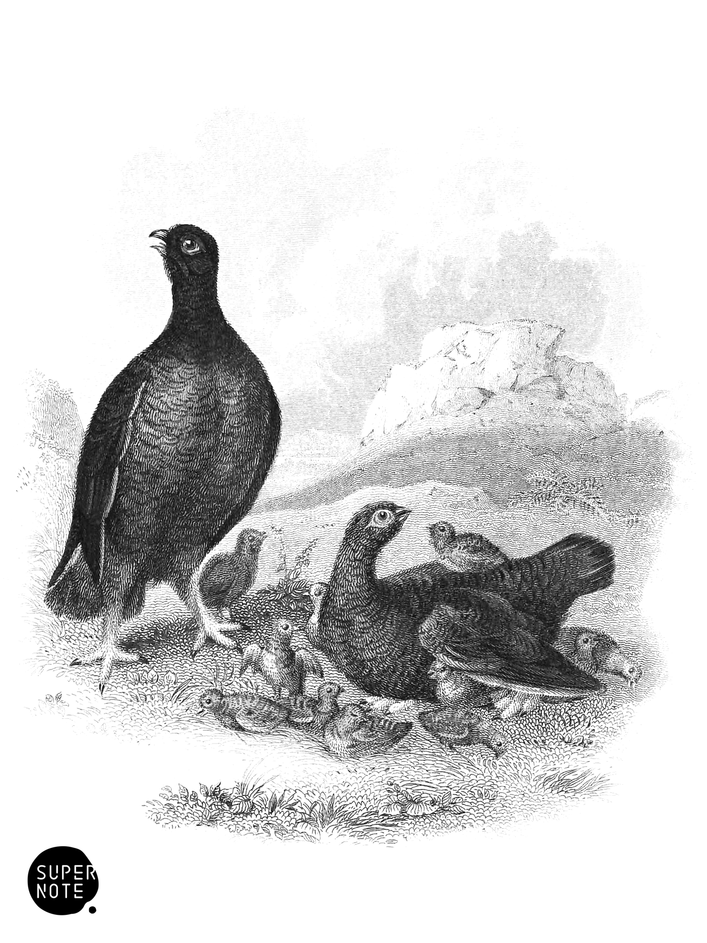 Red Grouse, Male, Famale, and Young (vol-06 vignette).png
