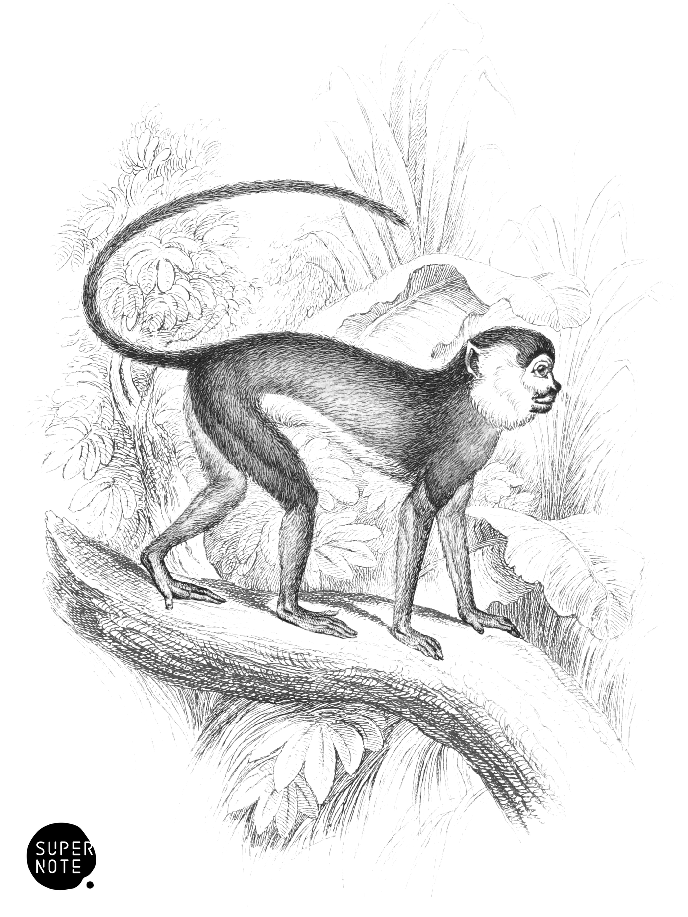 Red Monkey (vol-02 plate-11-cw).png