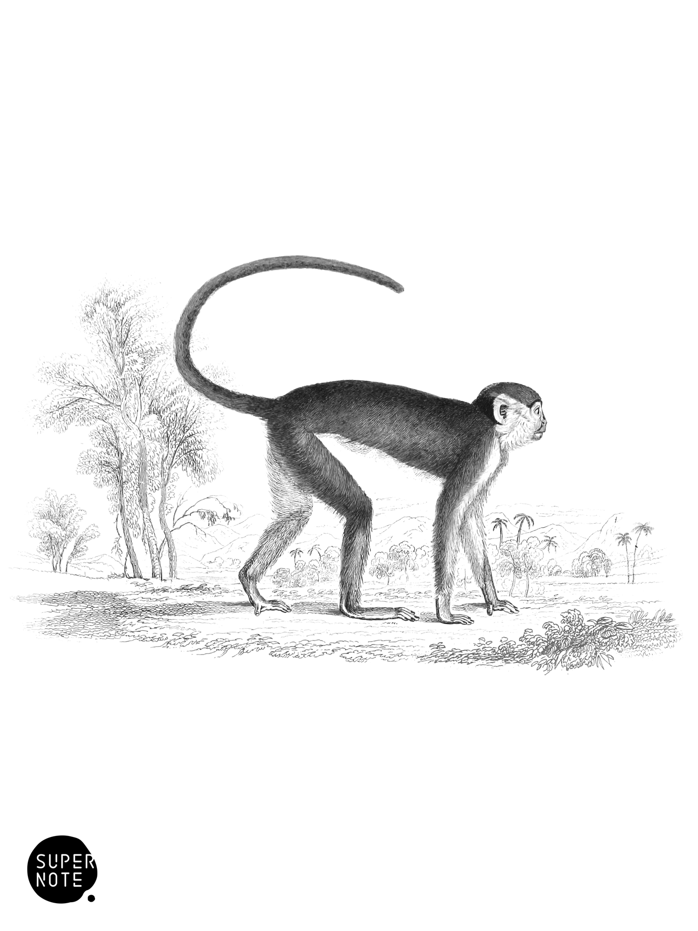 Red Monkey (vol-02 plate-11-lizars).png
