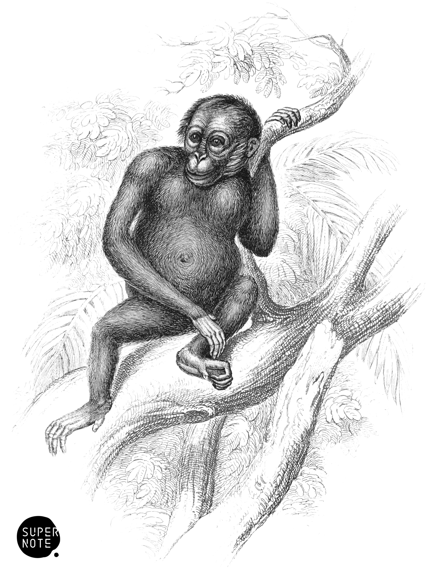 Red or Asiatic Orang-Outang (Front View) (vol-02 plate-2-star-cw).png