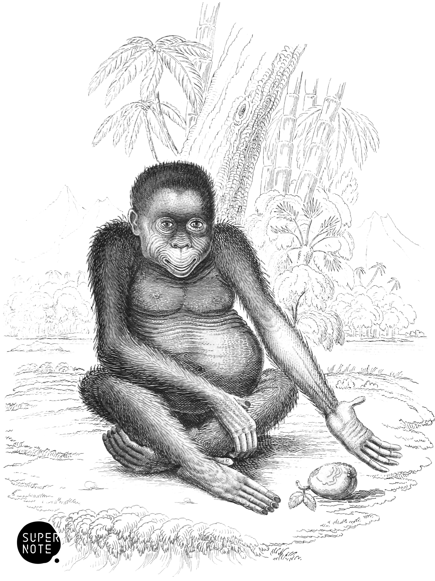 Red or Asiatic Orang-Outang (Front View) (vol-02 plate-2-star-lizars).png