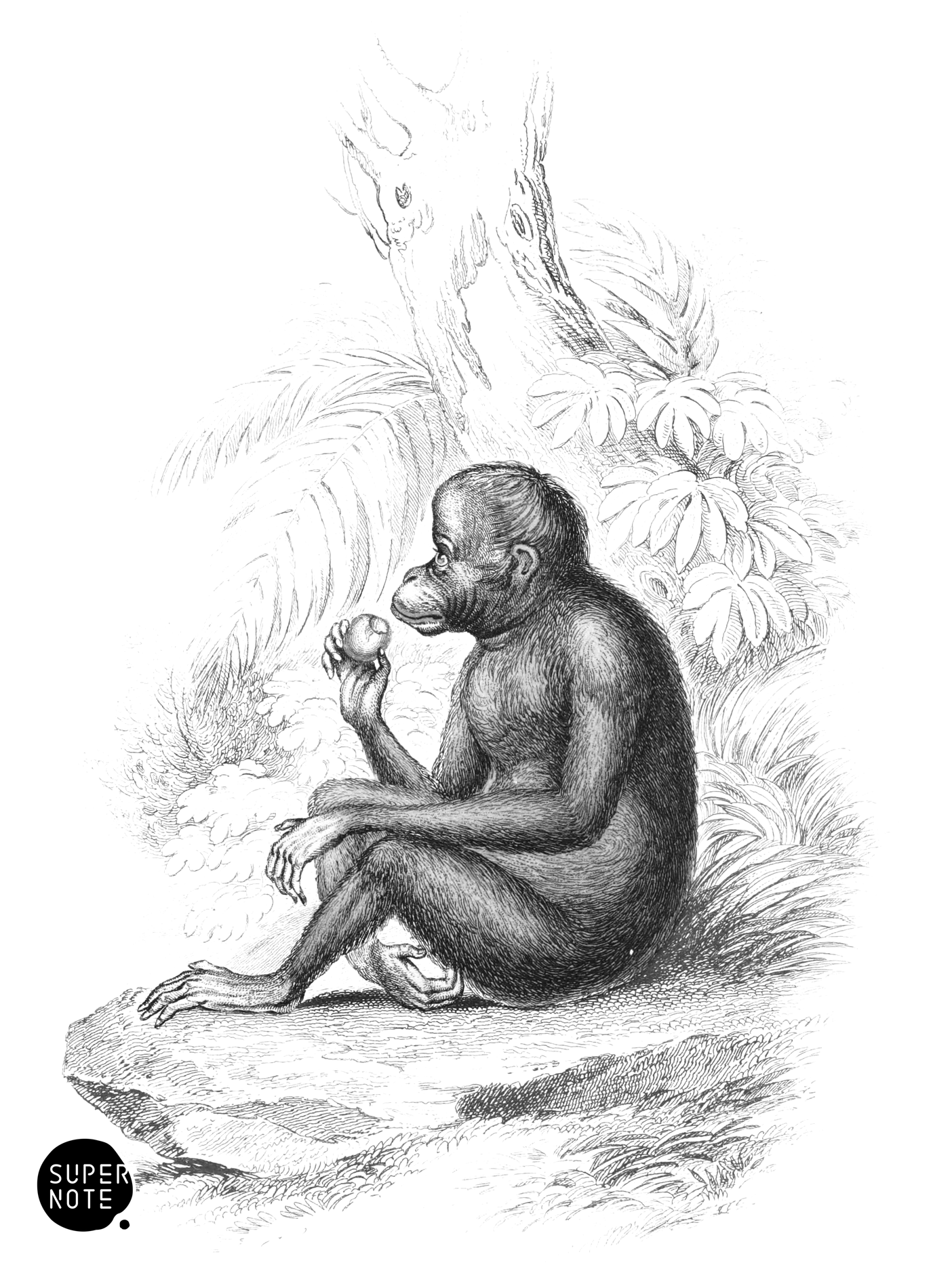 Red or Asiatic Orang-Outang (Side View) (vol-02 plate-2-cw).png