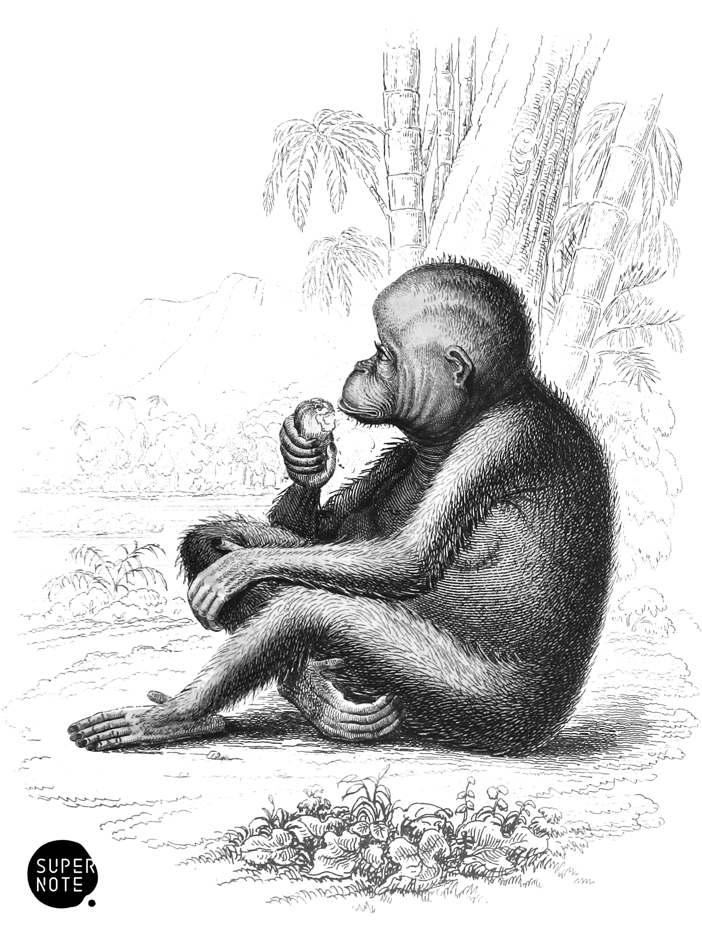 Red or Asiatic Orang-Outang (Side View) (vol-02 plate-2-lizars).png