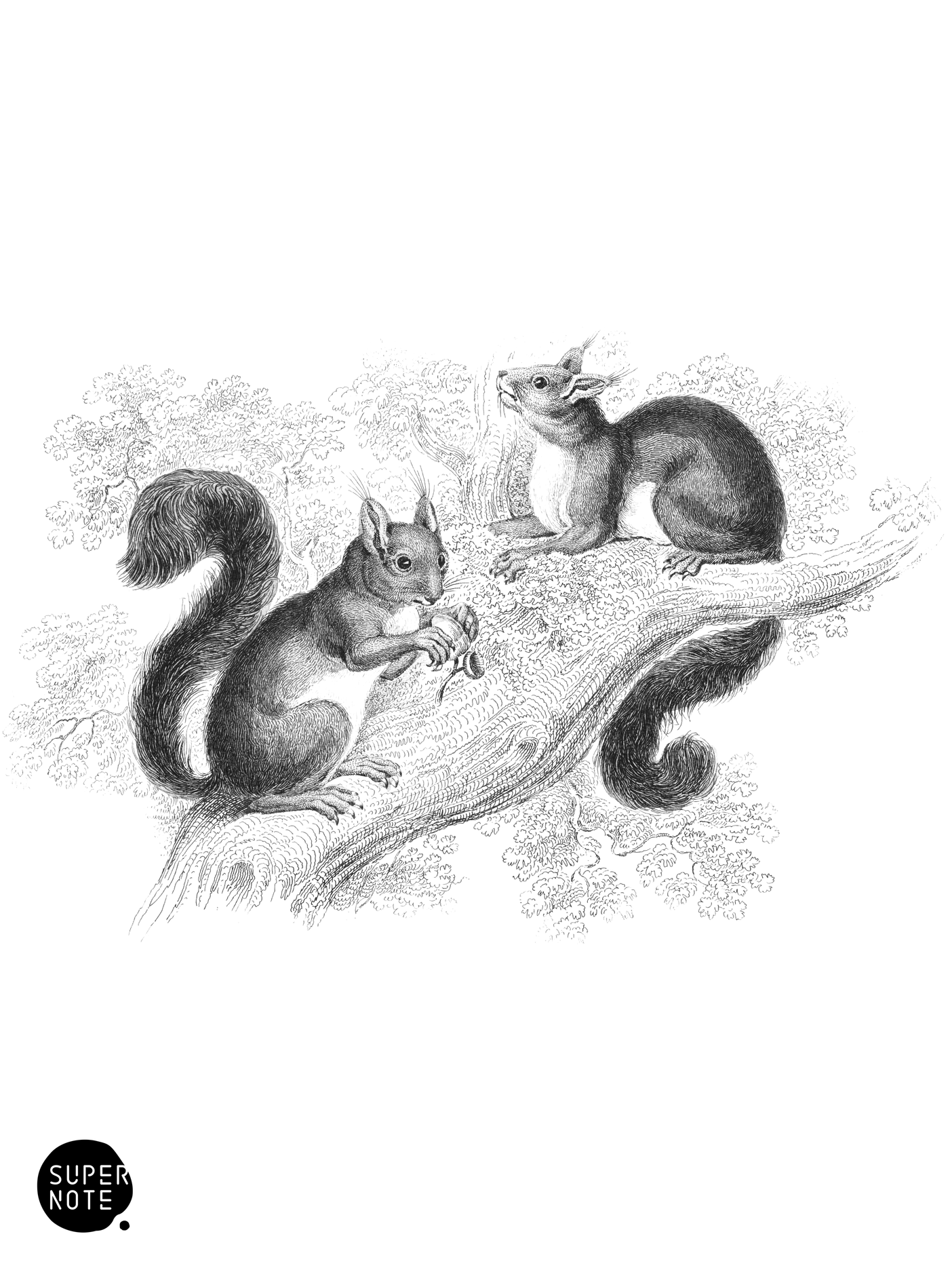 Red or Common Squirrel (vol-22 plate-21).png