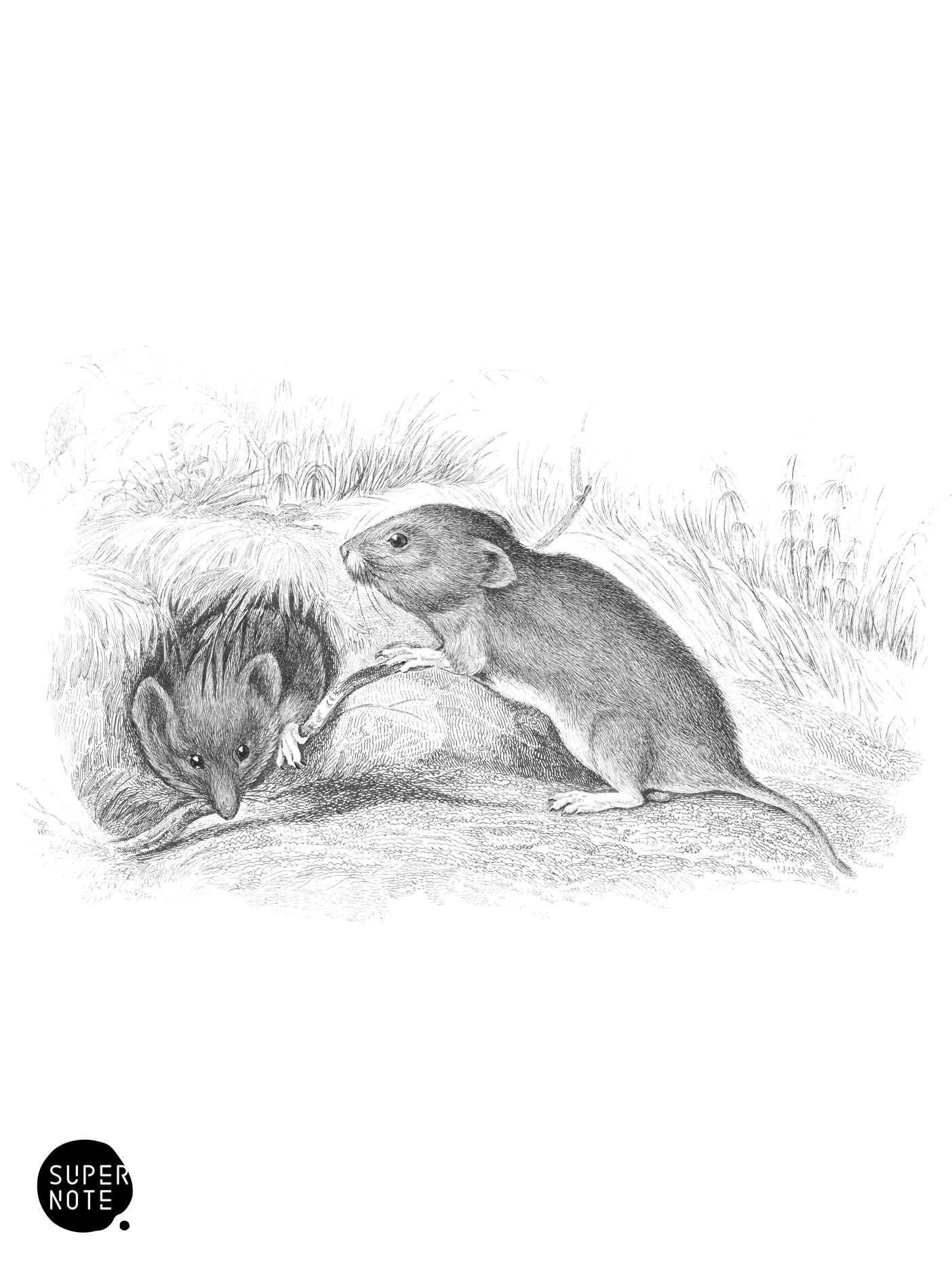 Red or Meadow Vole (vol-22 plate-29).png