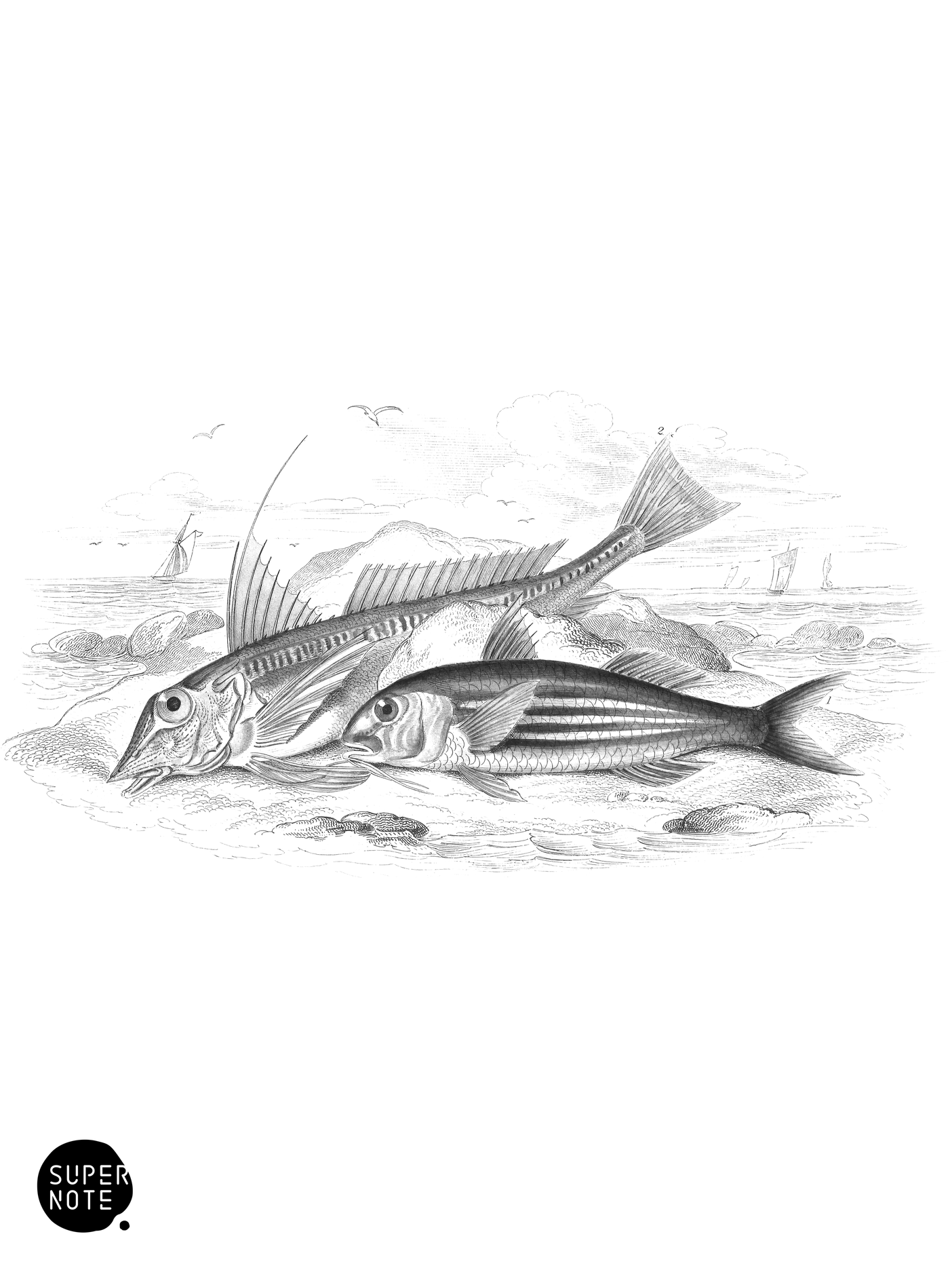 Red Surmullet & Shining Gurnard, or Long-finned Captain (vol-37 plate-3).png