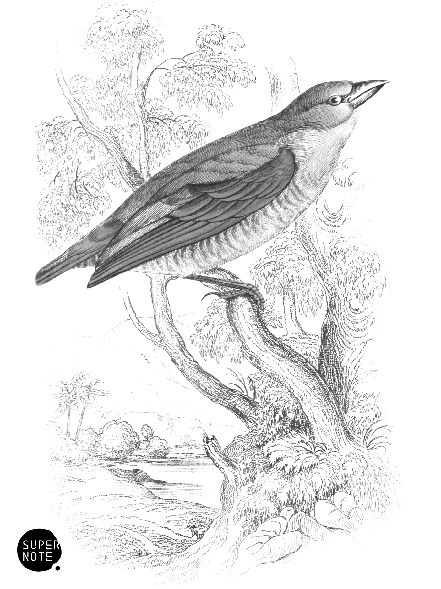 Red Winged Bengaly (vol-17 plate-16).png