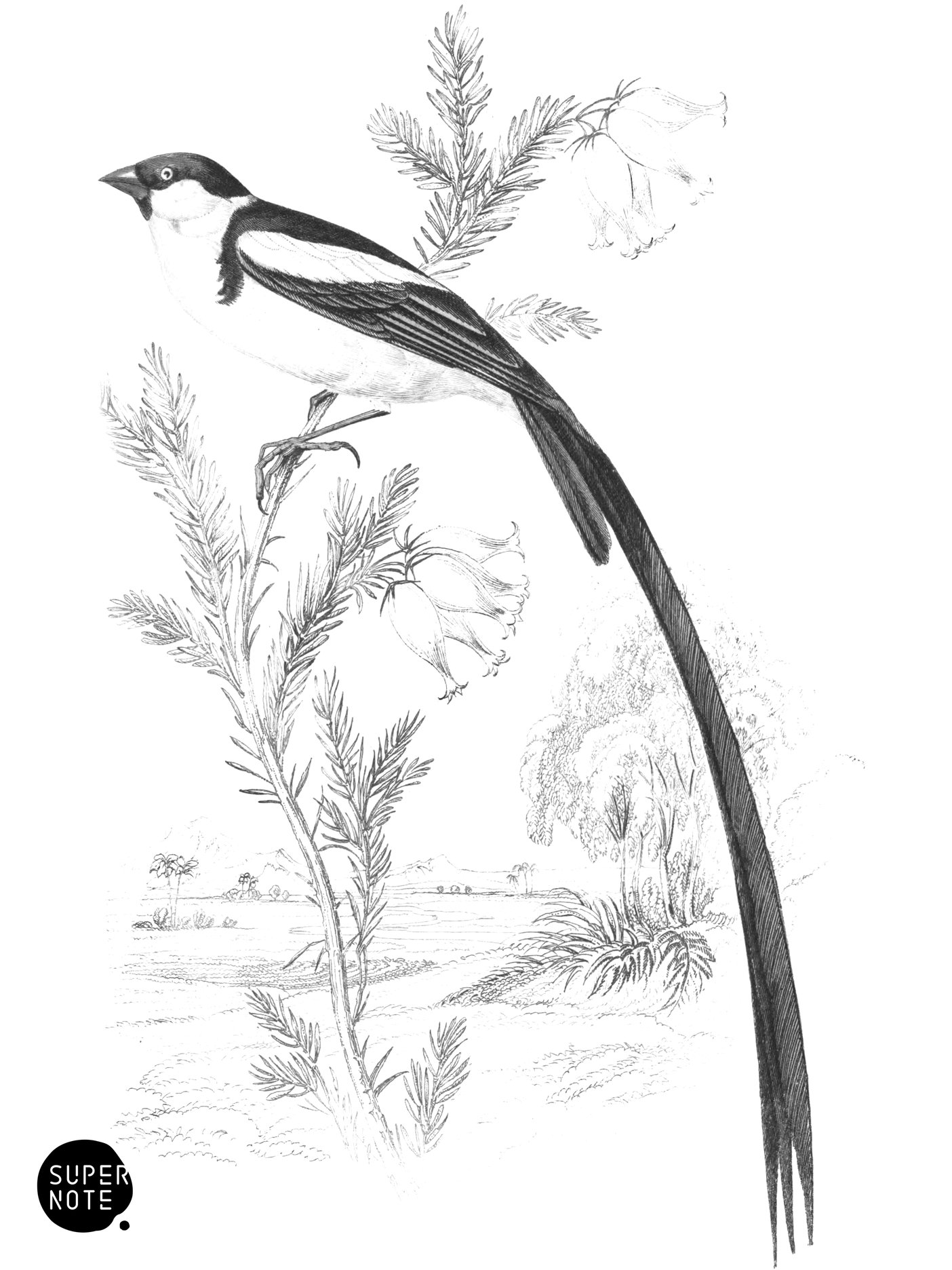Red-Billed Widah (vol-17 plate-12).png