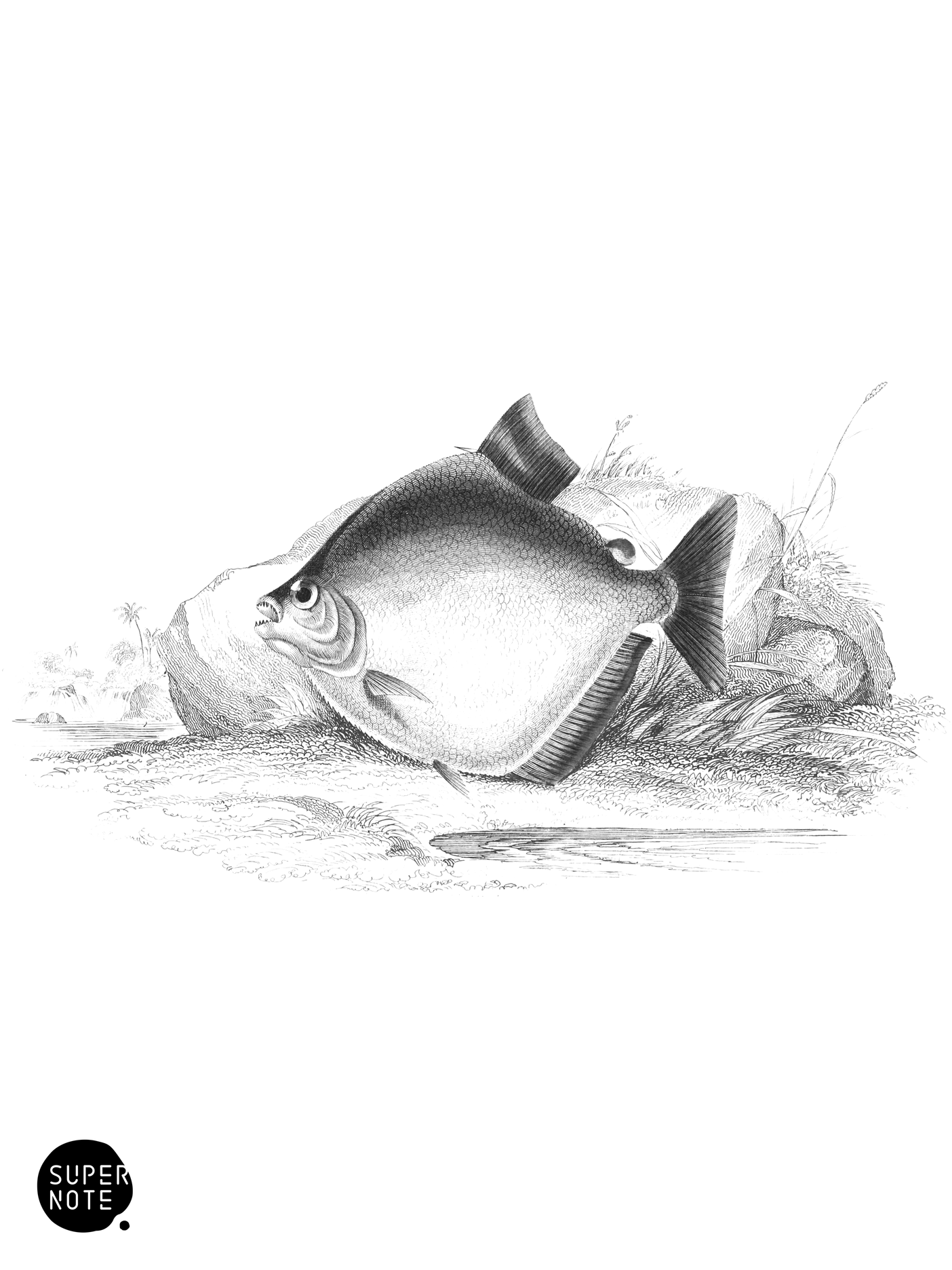 Red-Bordered Saw-Bellied Salmon (vol-32 plate-19).png
