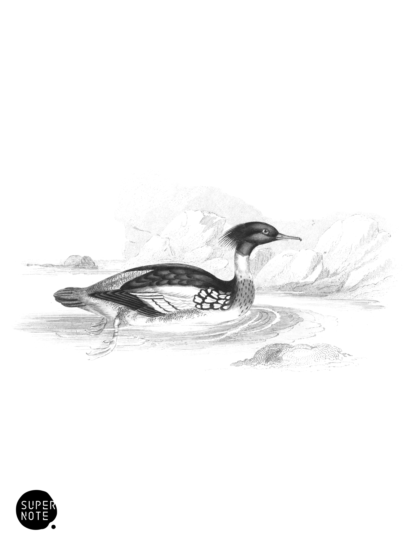 Red-Breasted Merganser (vol-40 plate-10).png