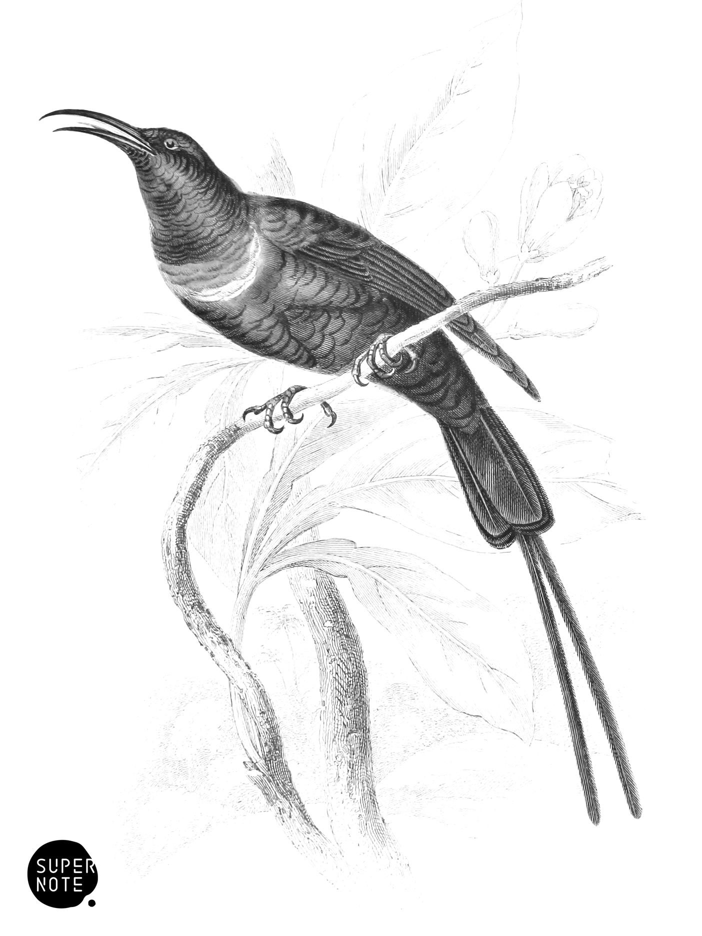 Red-Breasted Sun-Bird (vol-36 plate-18).png