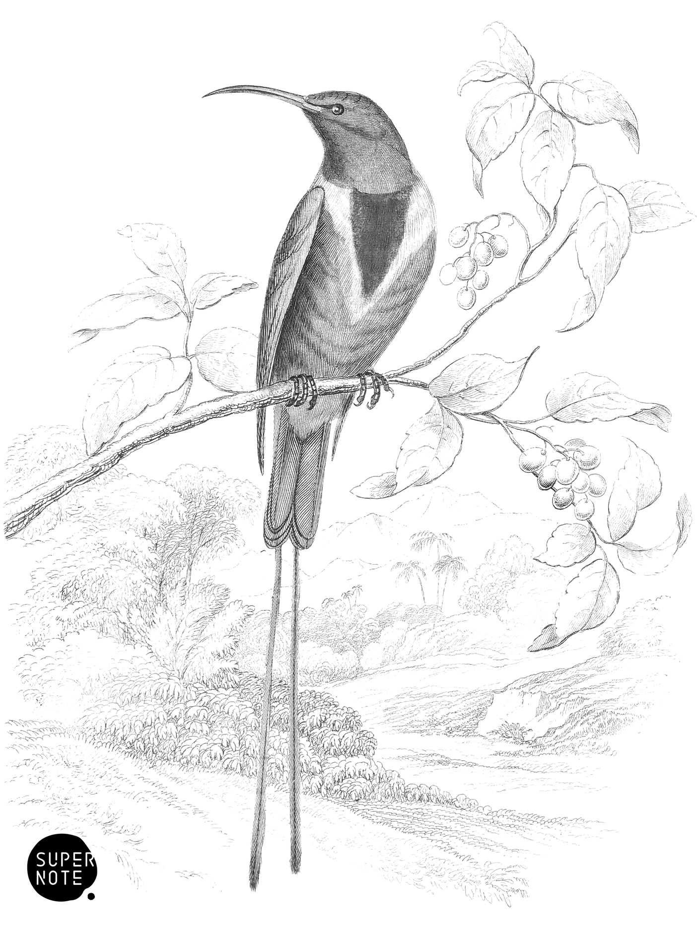 Red-Breasted Sunbird (vol-19 plate-14).png