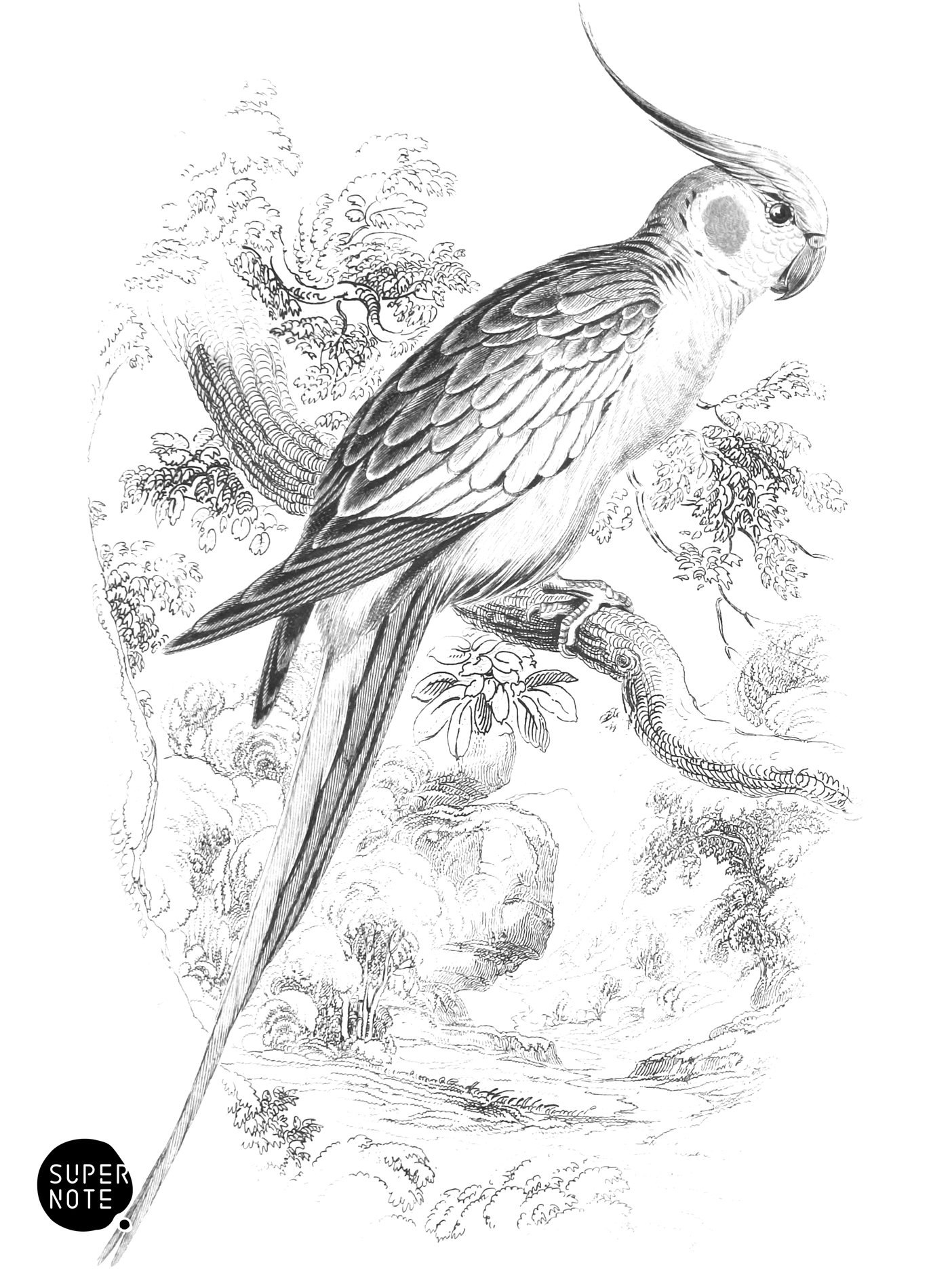 Red-Cheeked Nymphicus (vol-15 plate-30).png
