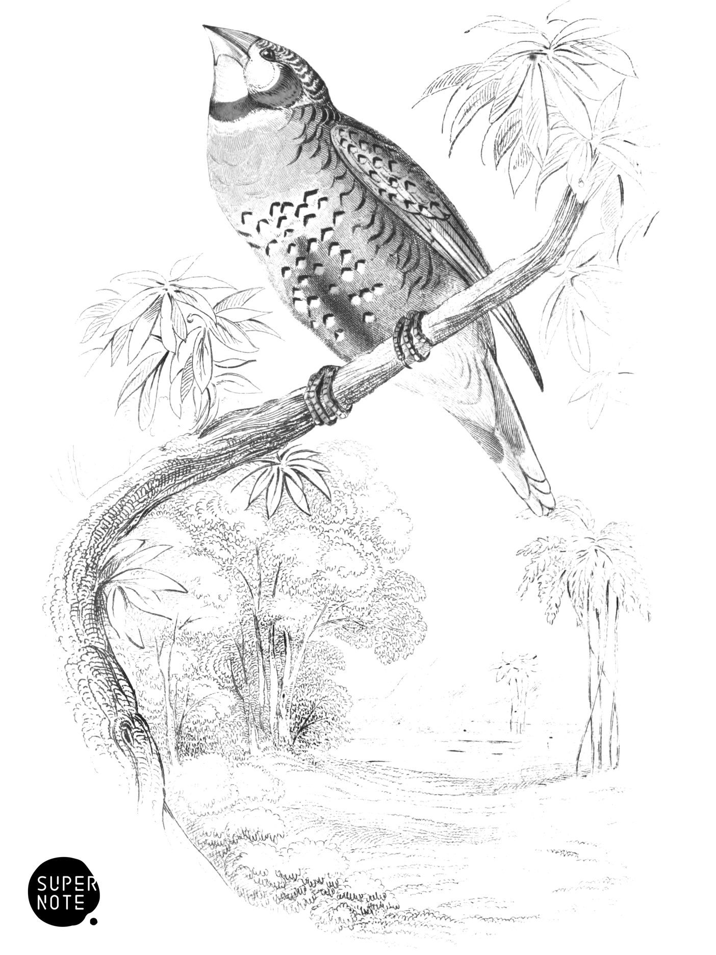 Red-Collared Bengaly (vol-17 plate-15).png