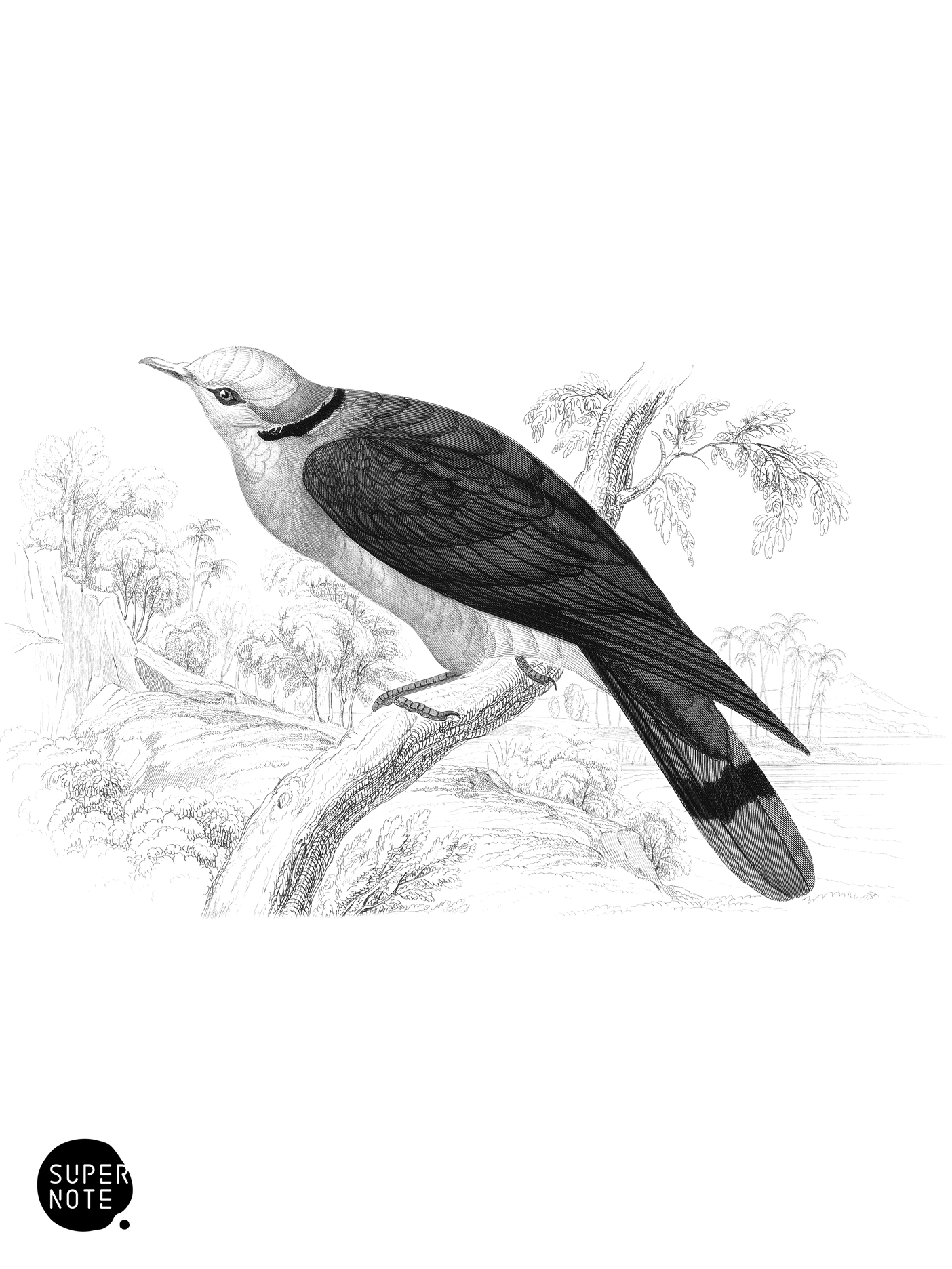 Red-Eyed Dove (vol-19 plate-22).png