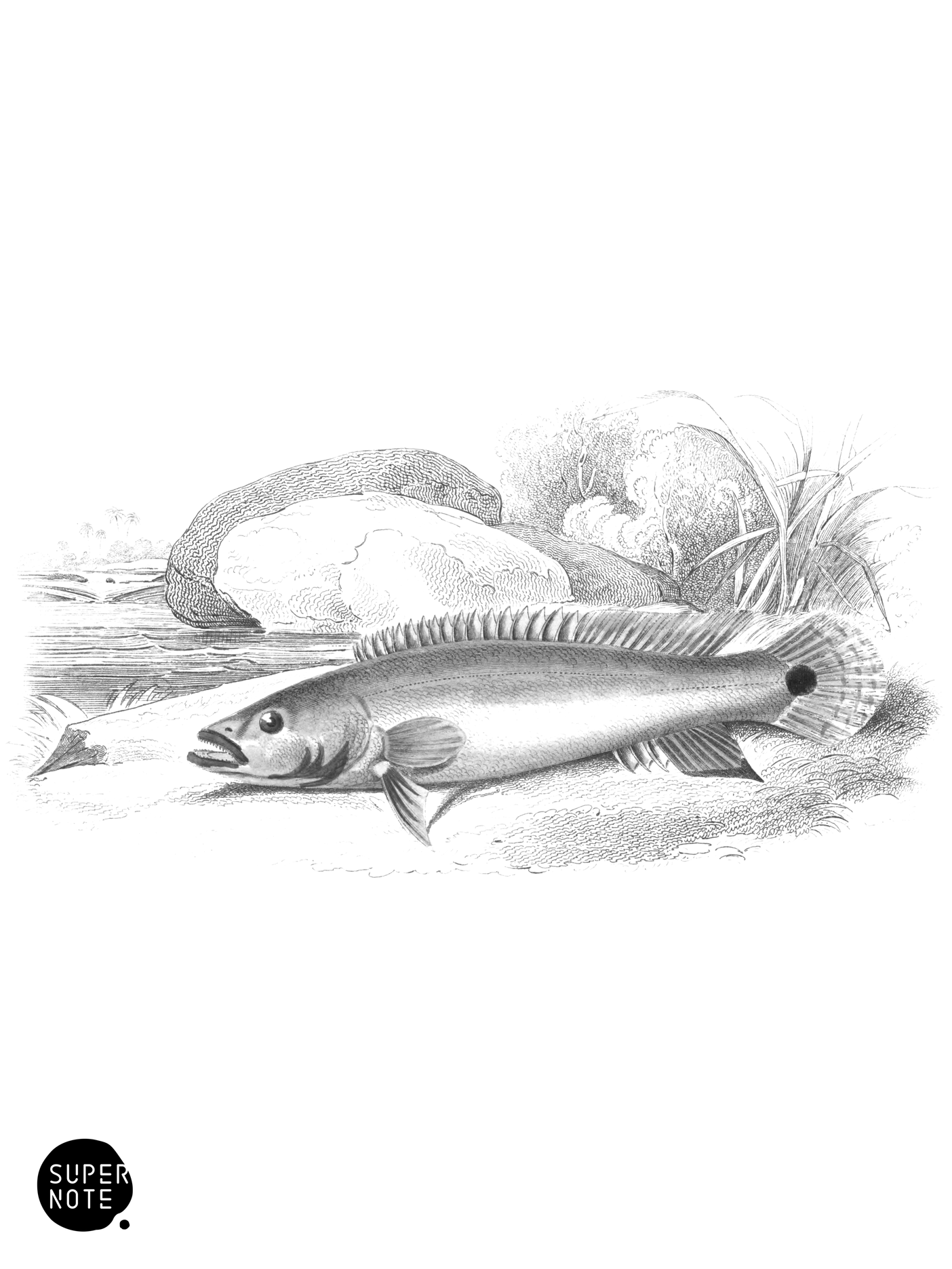 Red-Headed Cychla (vol-38 plate-5).png