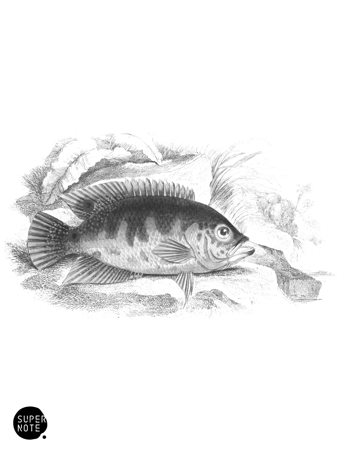 Red-Spotted Cychla (vol-38 plate-10).png