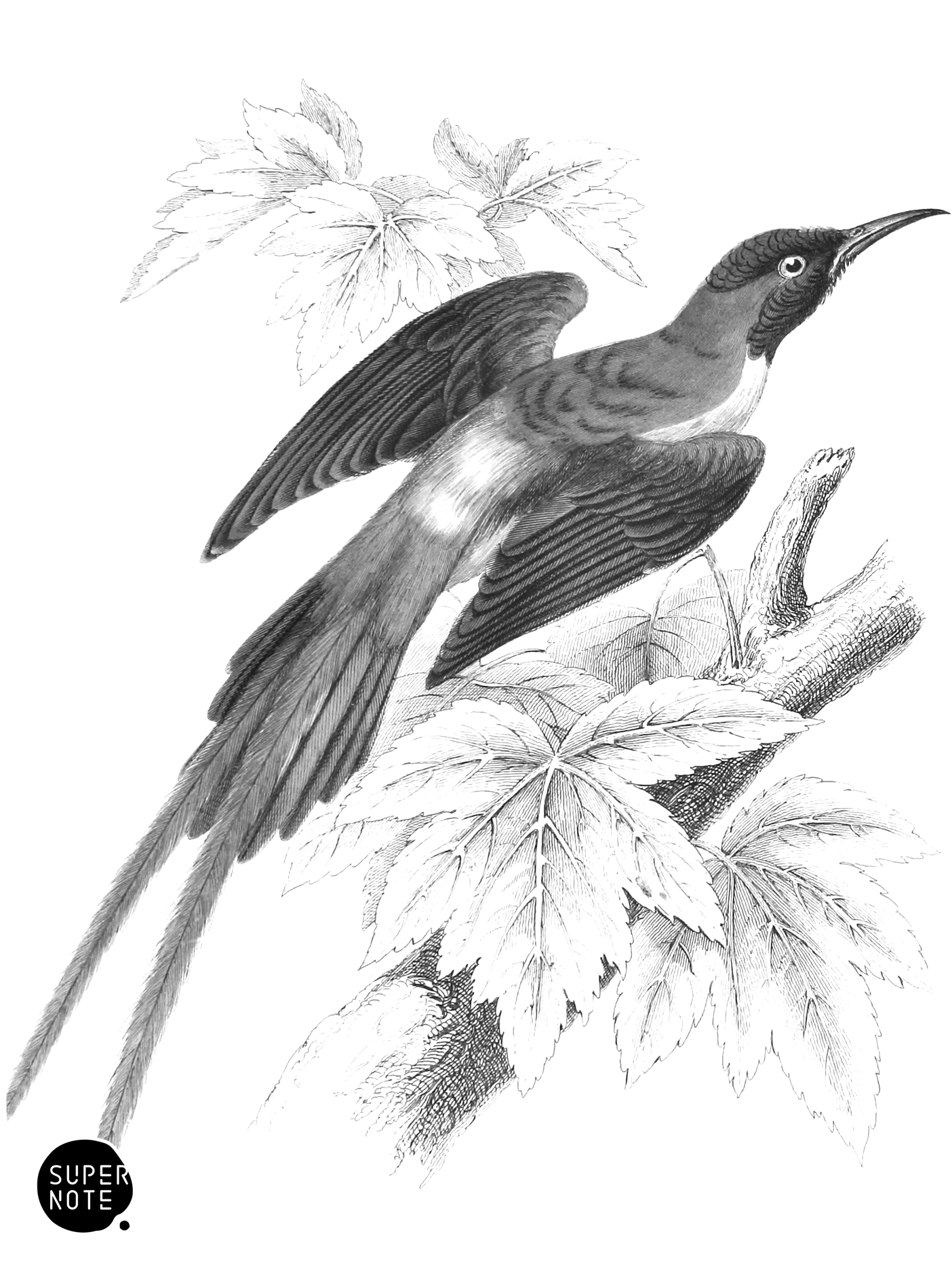 Red-Tailed Sun-Bird (vol-36 plate-29).png