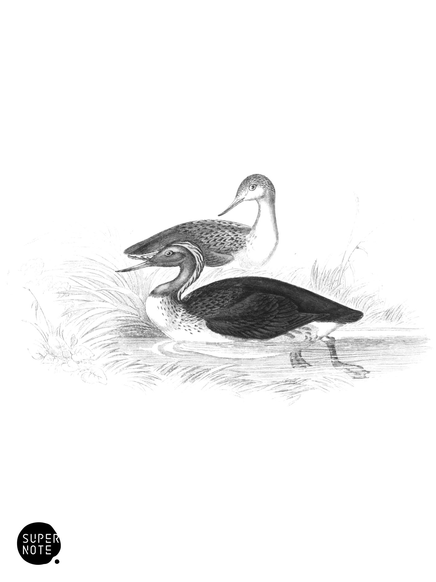 Red-Throated Diver (vol-40 plate-12).png