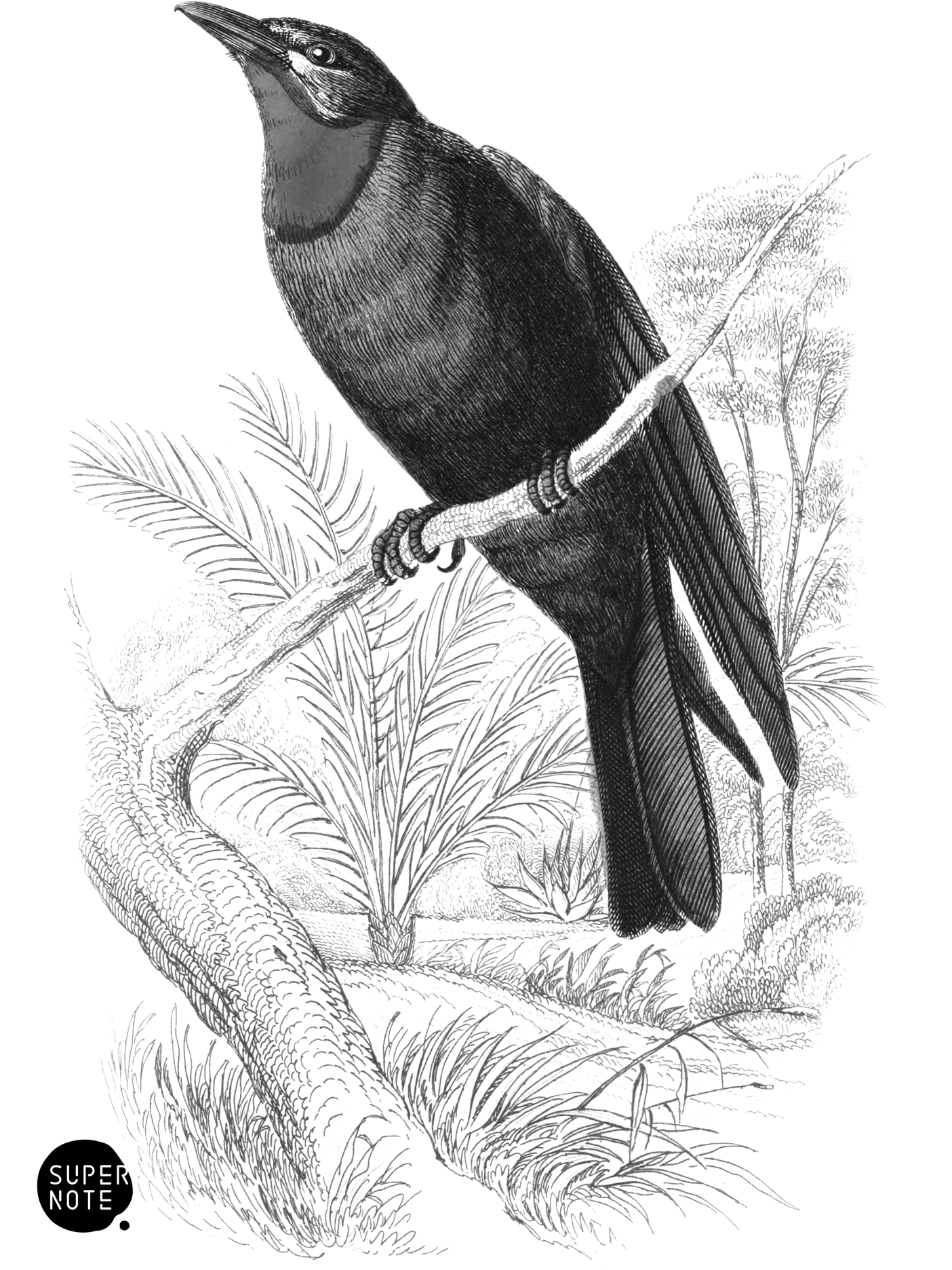 Red-Throated Piha (vol-21 plate-1).png