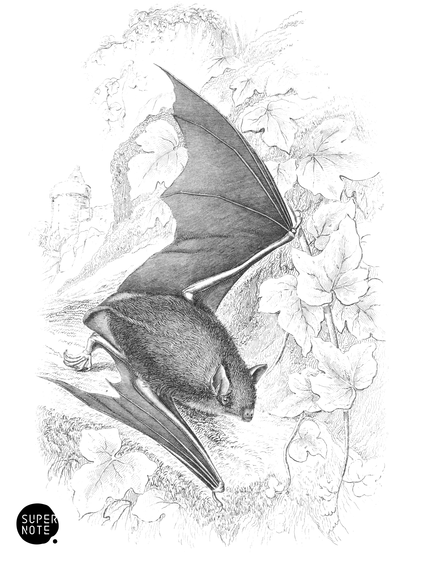 Reddish-Grey Bat (vol-22 plate-3).png