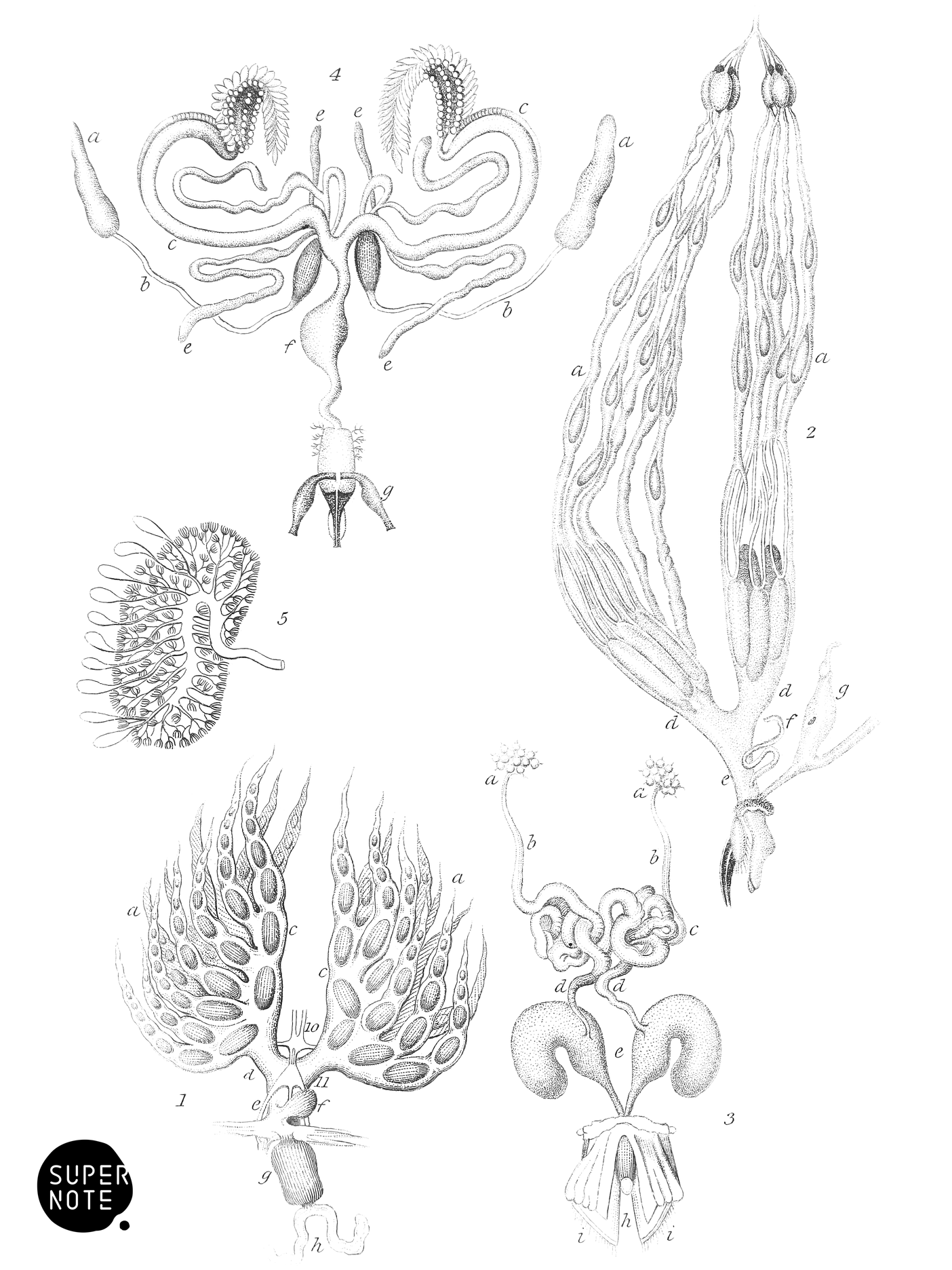 Reproductive or Generative System of Insects (vol-29 plate-5).png
