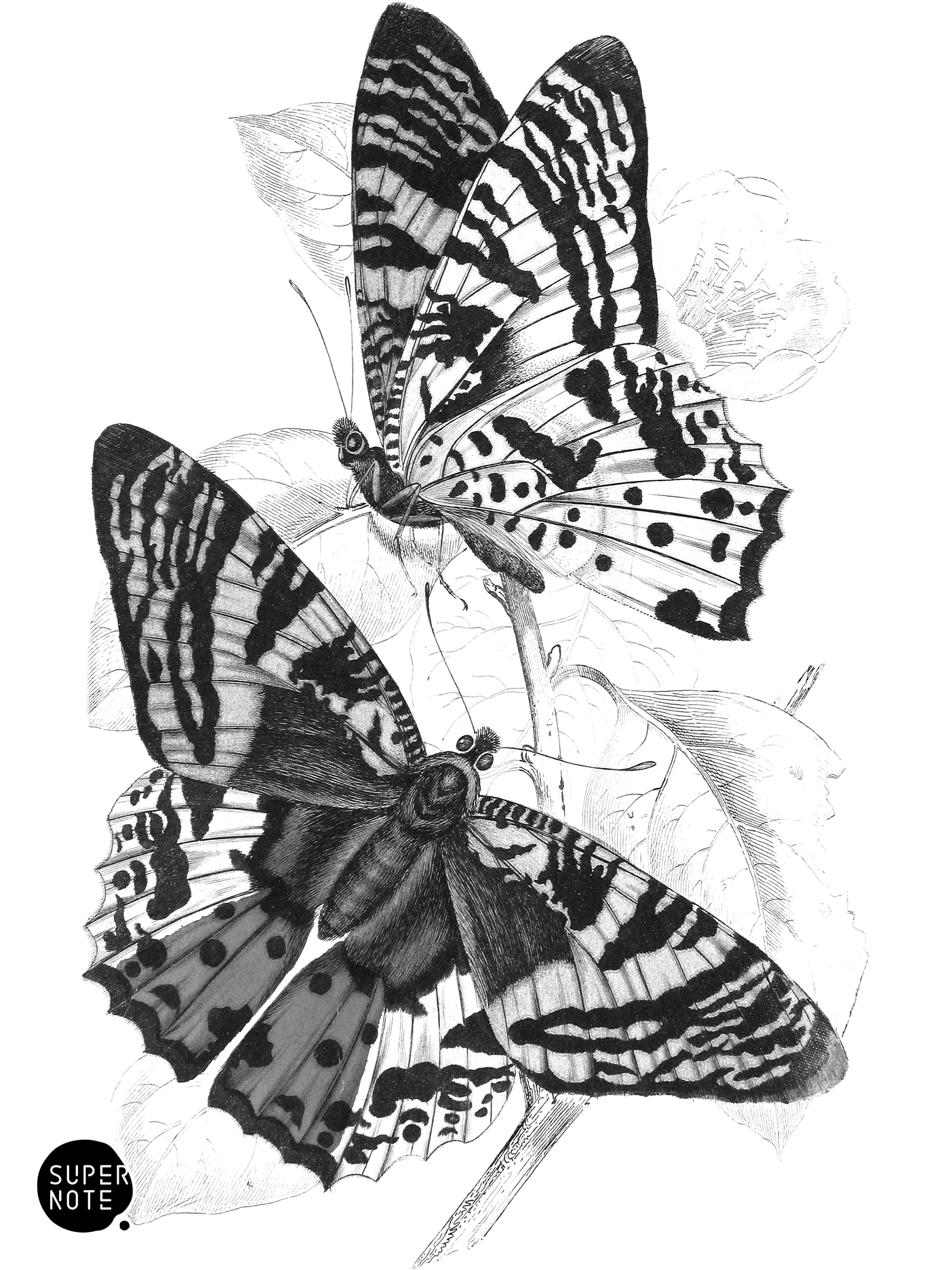 Rhipheus Dasycephalus (vol-18 plate-30).png