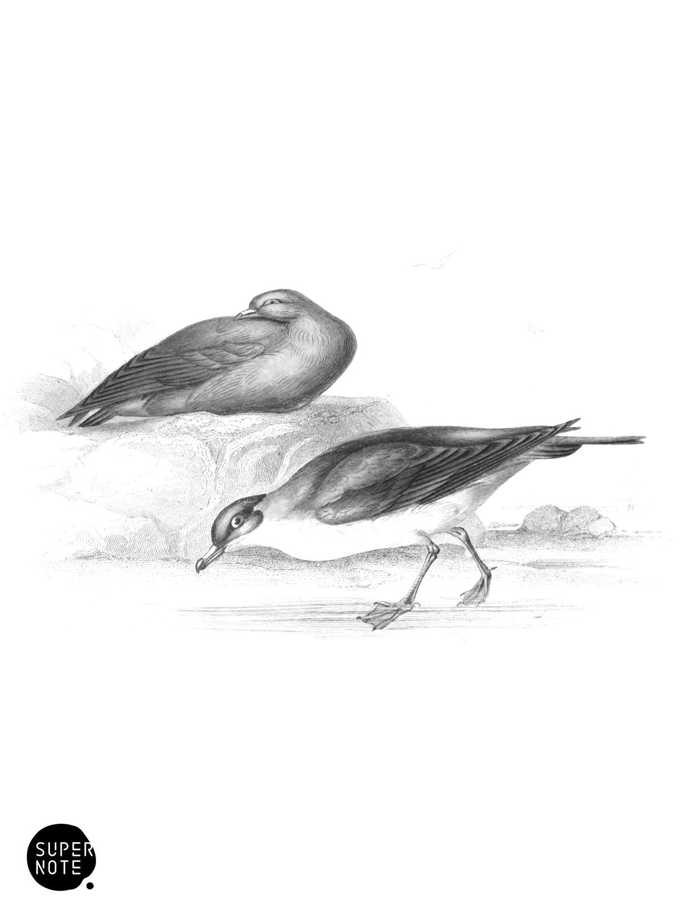 Richardson’s Skua (vol-40 plate-28).png