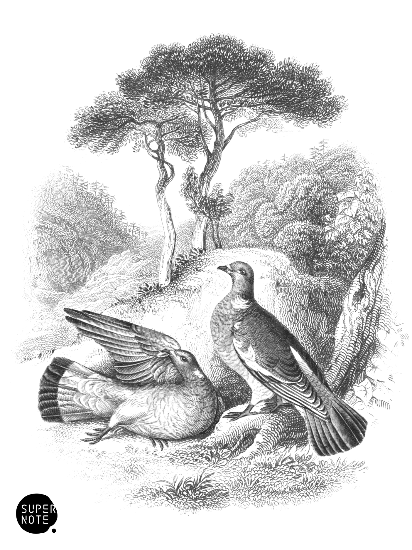 Ring Pigeon, or Cushat (vol-09 vignette).png