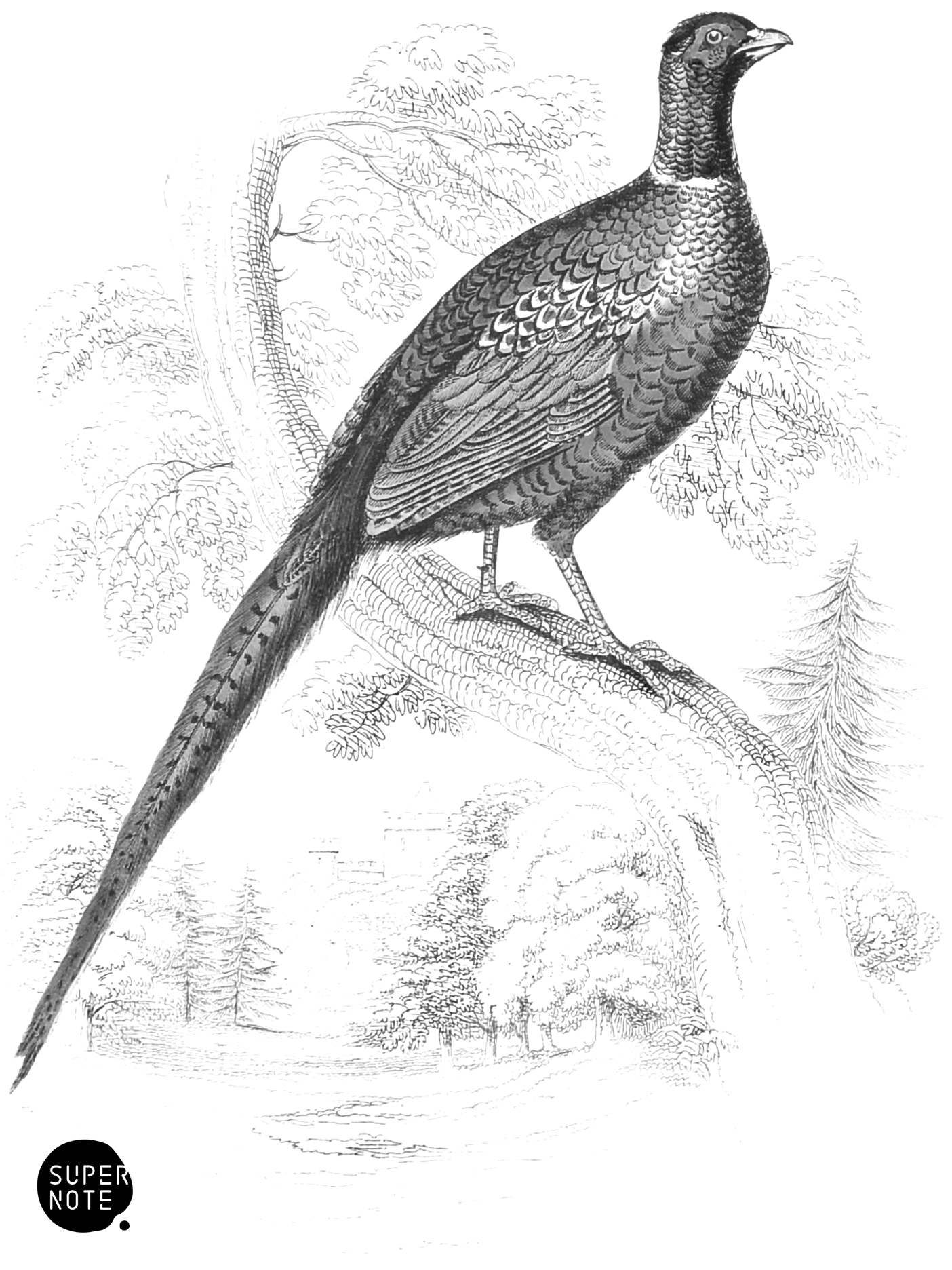 Ring-Necked Pheasant (vol-05 plate-13).png