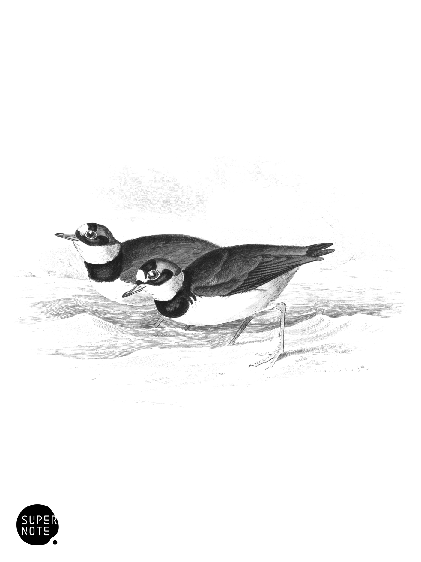 Ringed Dotterel (vol-34 plate-23).png