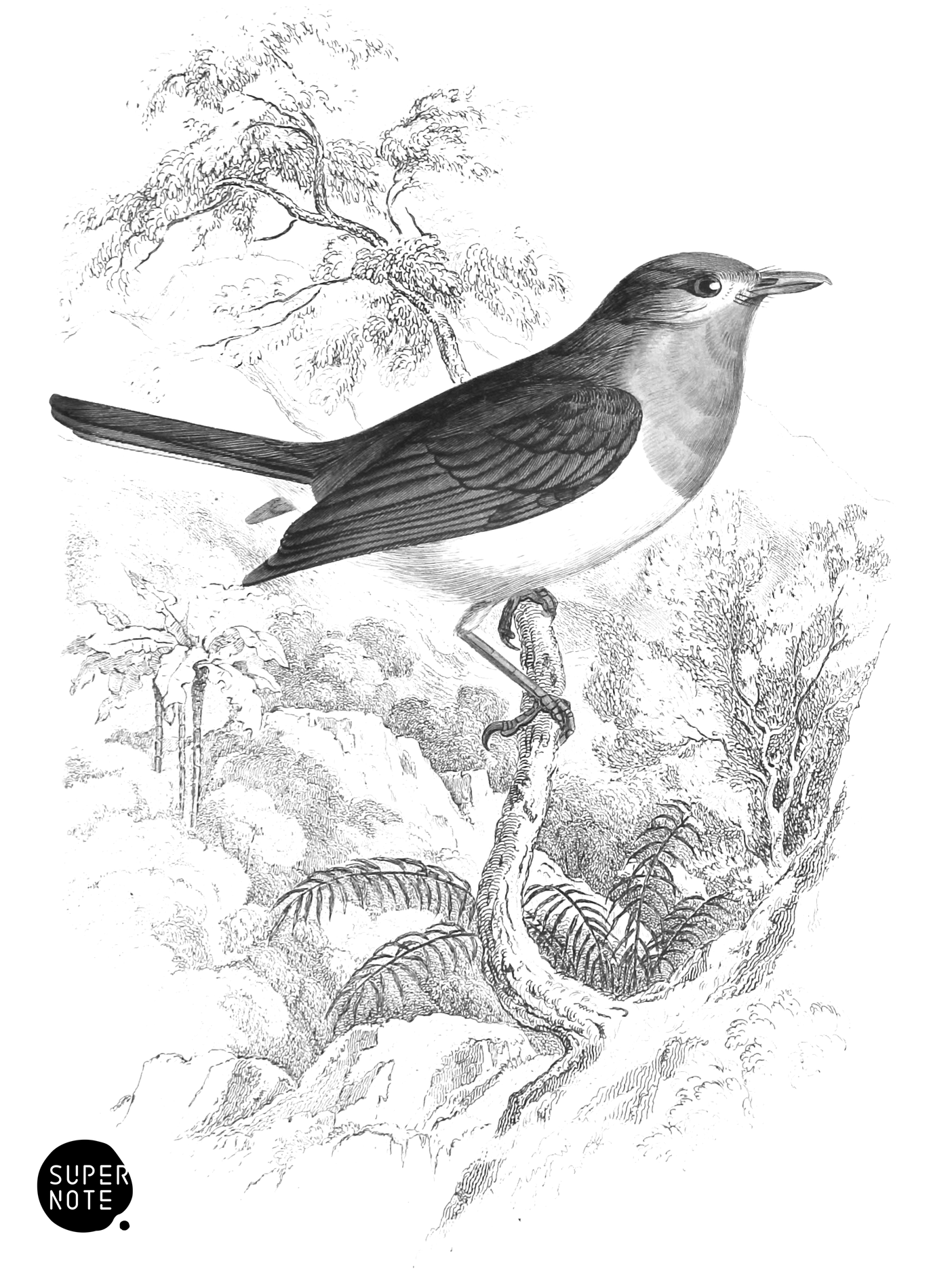 Robin Flycatcher (vol-21 plate-27).png