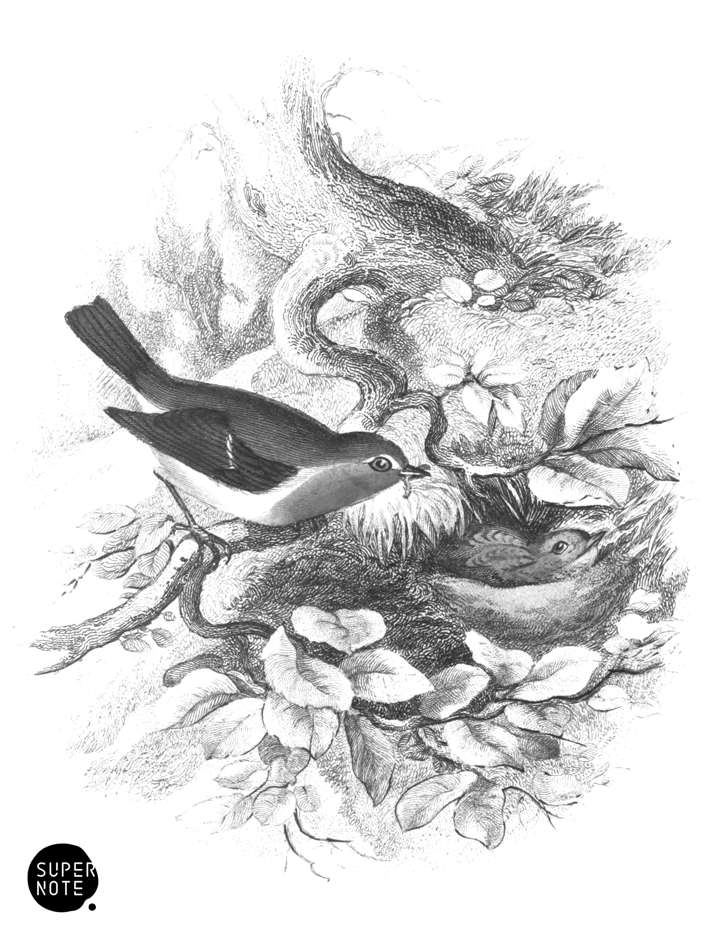 Robin, or Redbreast (vol-24 vignette).png
