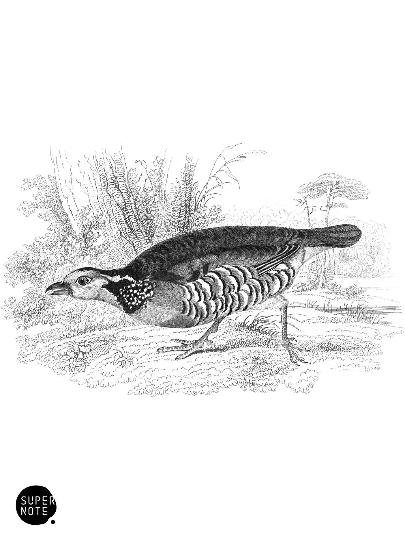 Rock or Barbary Partridge (vol-06 plate-4).png