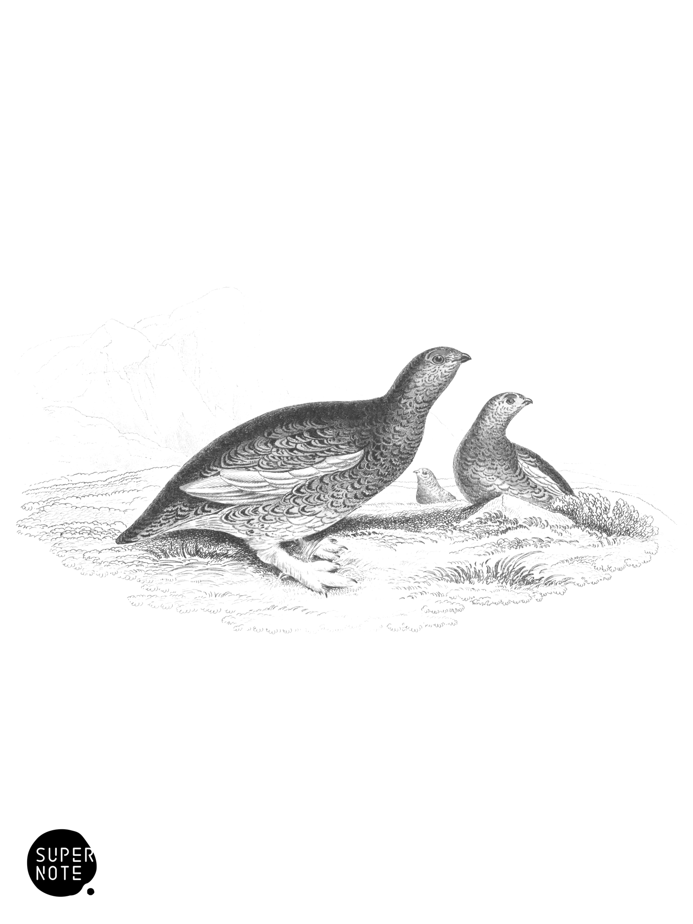 Rock Ptarmigan (vol-34 plate-2).png