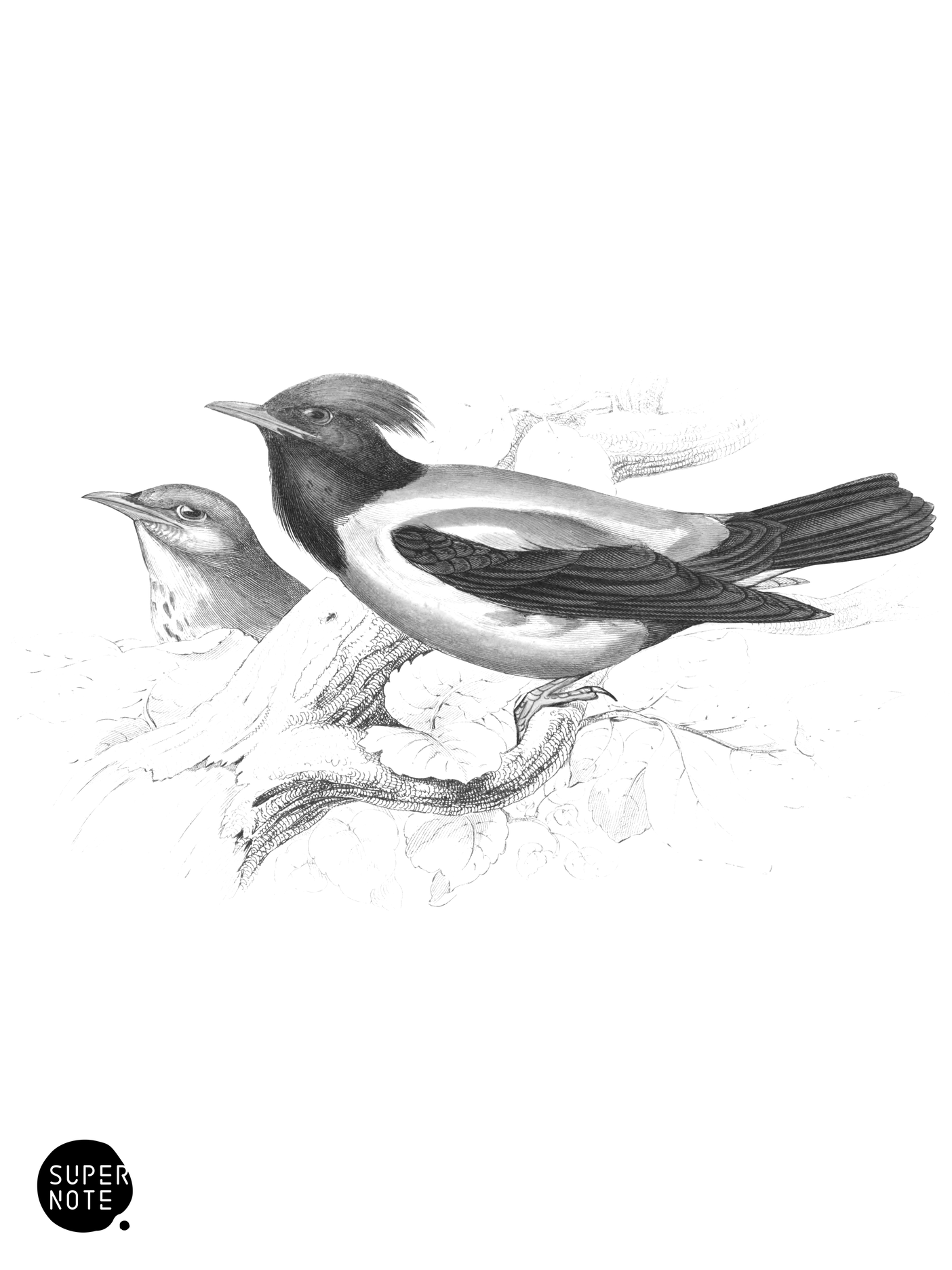 Rose Coloured Pastor (vol-24 plate-14).png