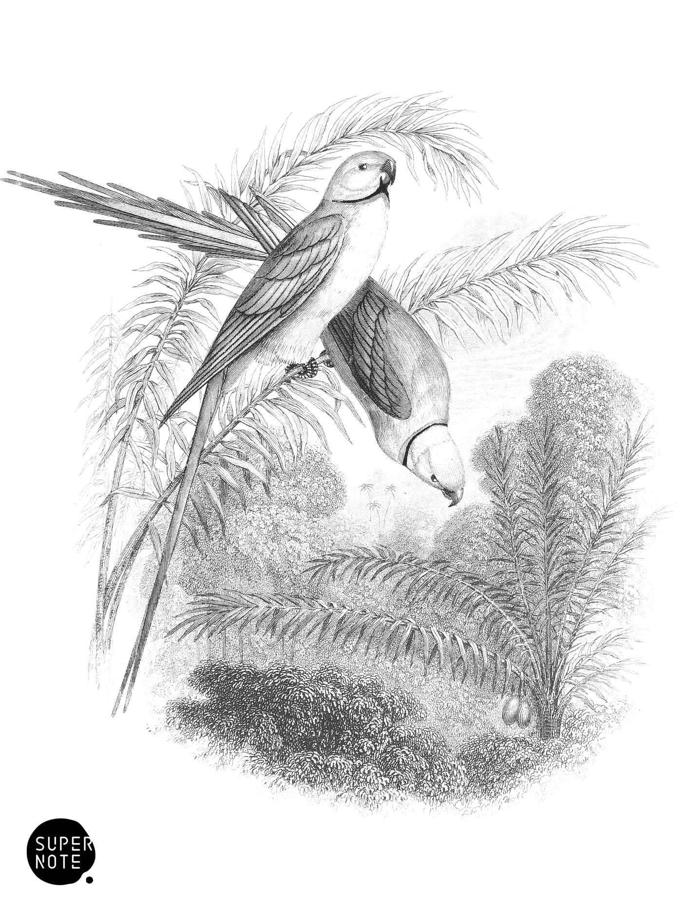 Rose-Ringed Parakeet (vol-19 vignette).png
