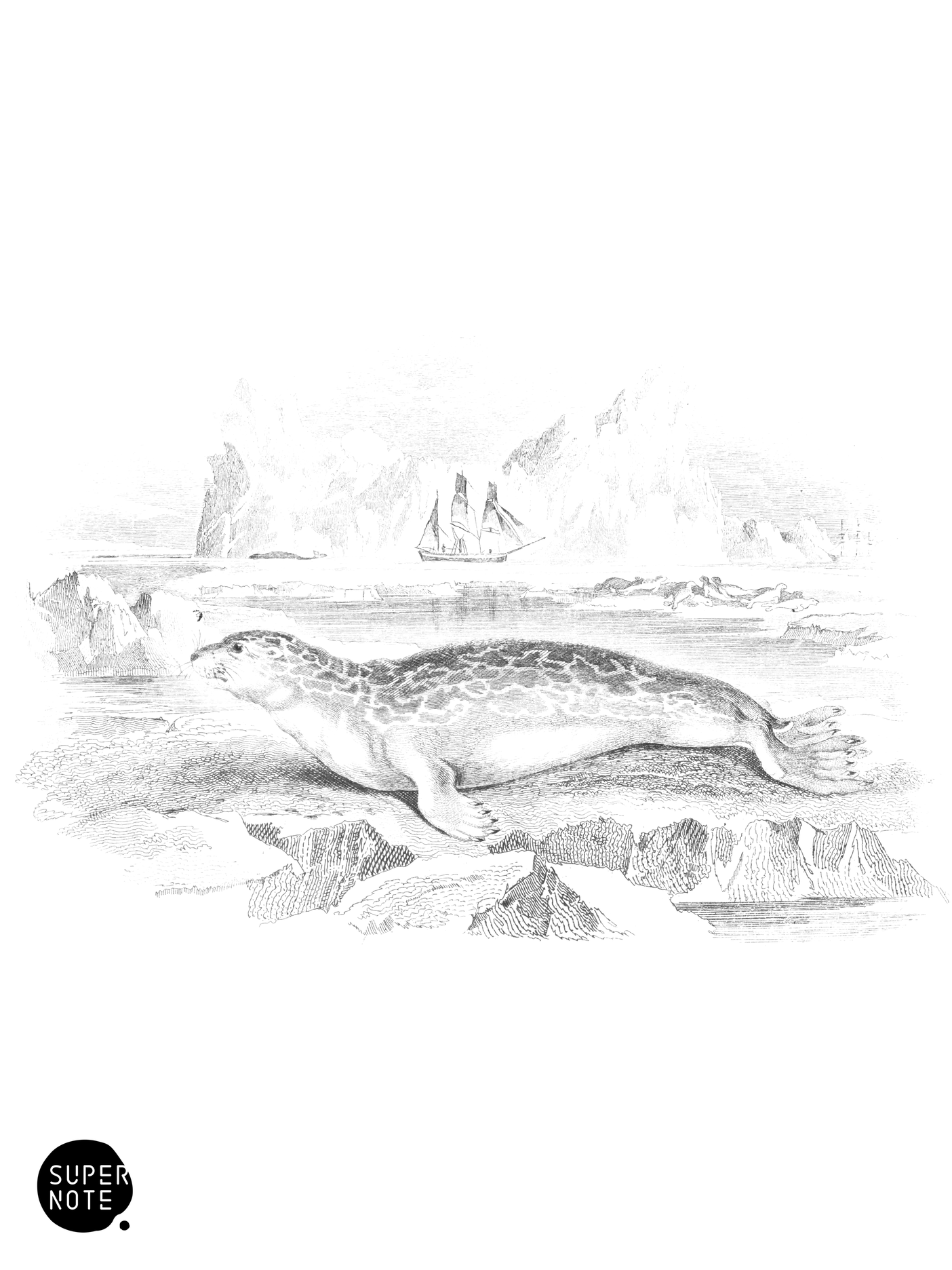 Rough or Bristled Seal (vol-23 plate-8).png
