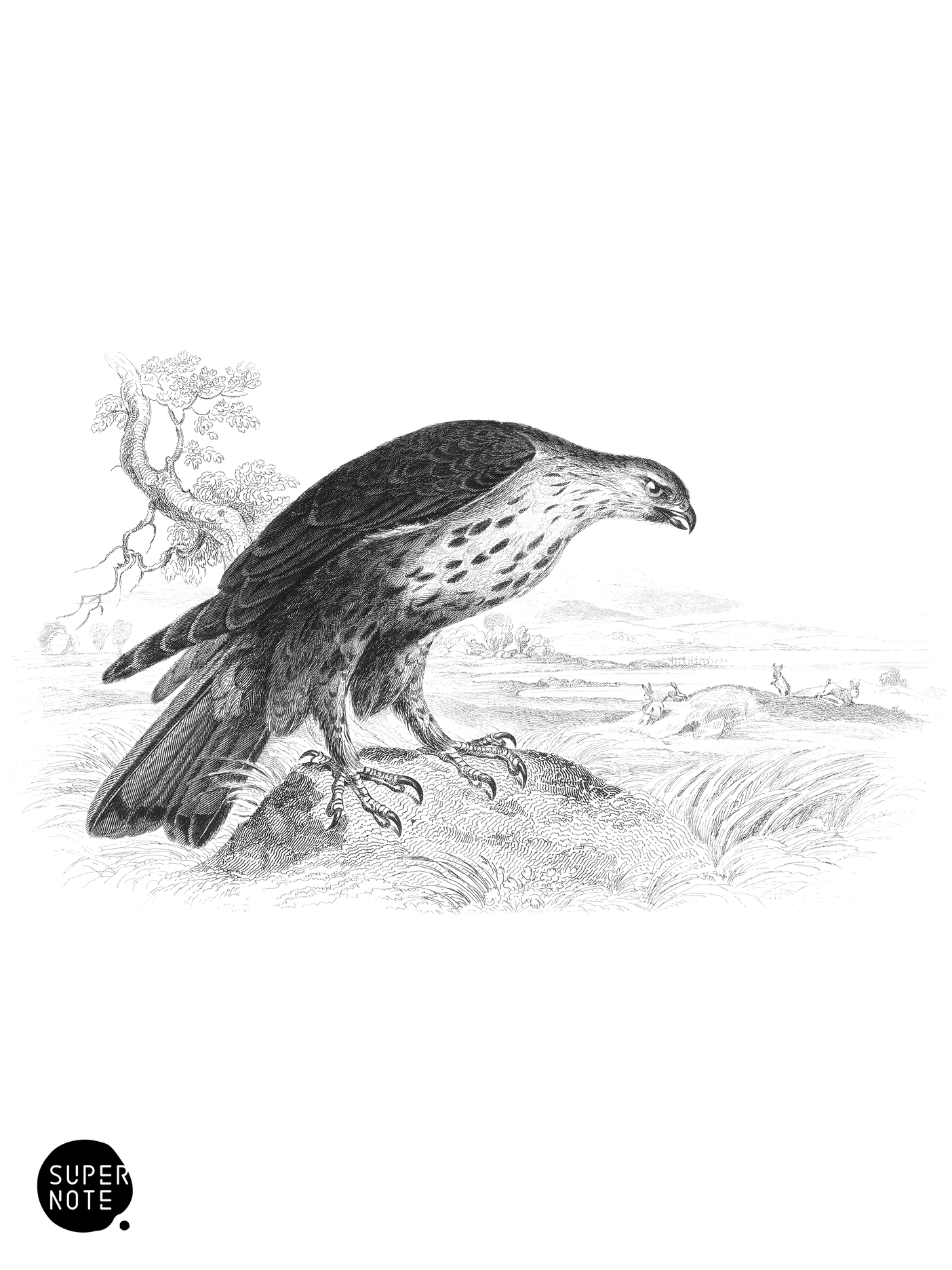 Rough-Legged Buzzard (vol-20 plate-17).png