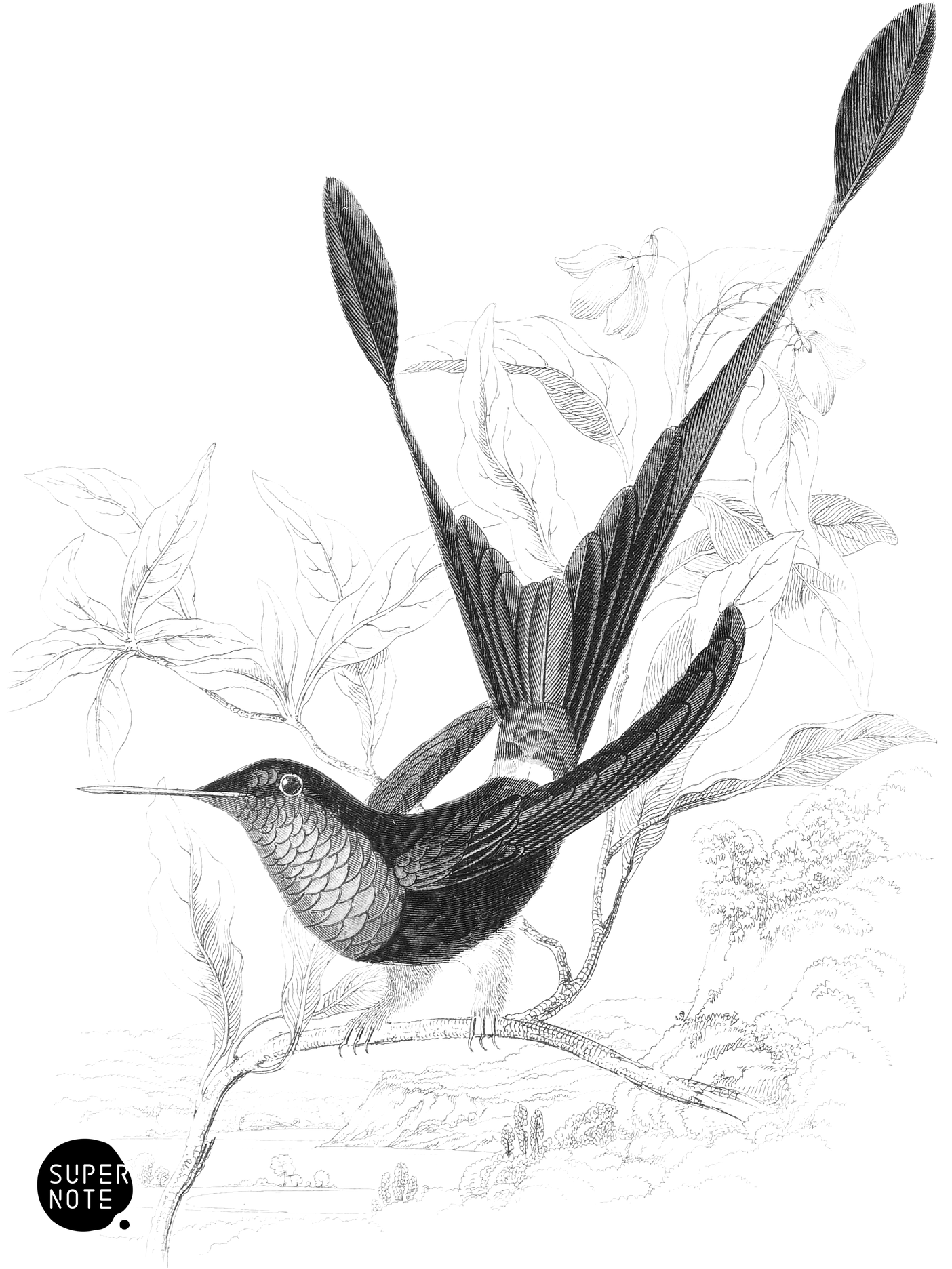 Rough-Legged Racket-Tailed Humming-Bird (vol-03 plate-22).png