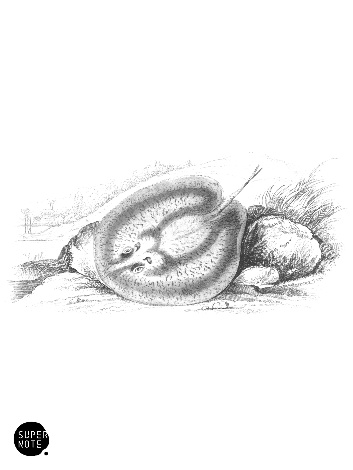 Round-Winged Trygon (vol-38 plate-22).png