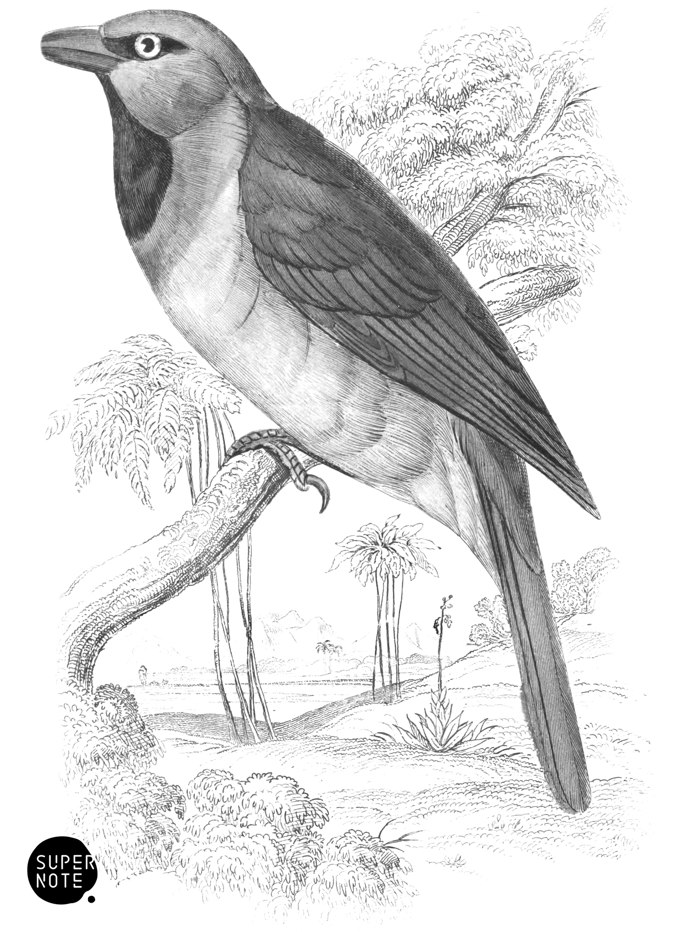 Round-Winged Weaver (vol-17 plate-10).png