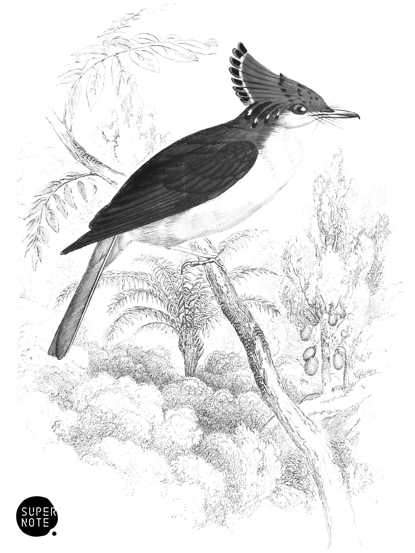 Royal Great-Crest (vol-21 plate-15).png