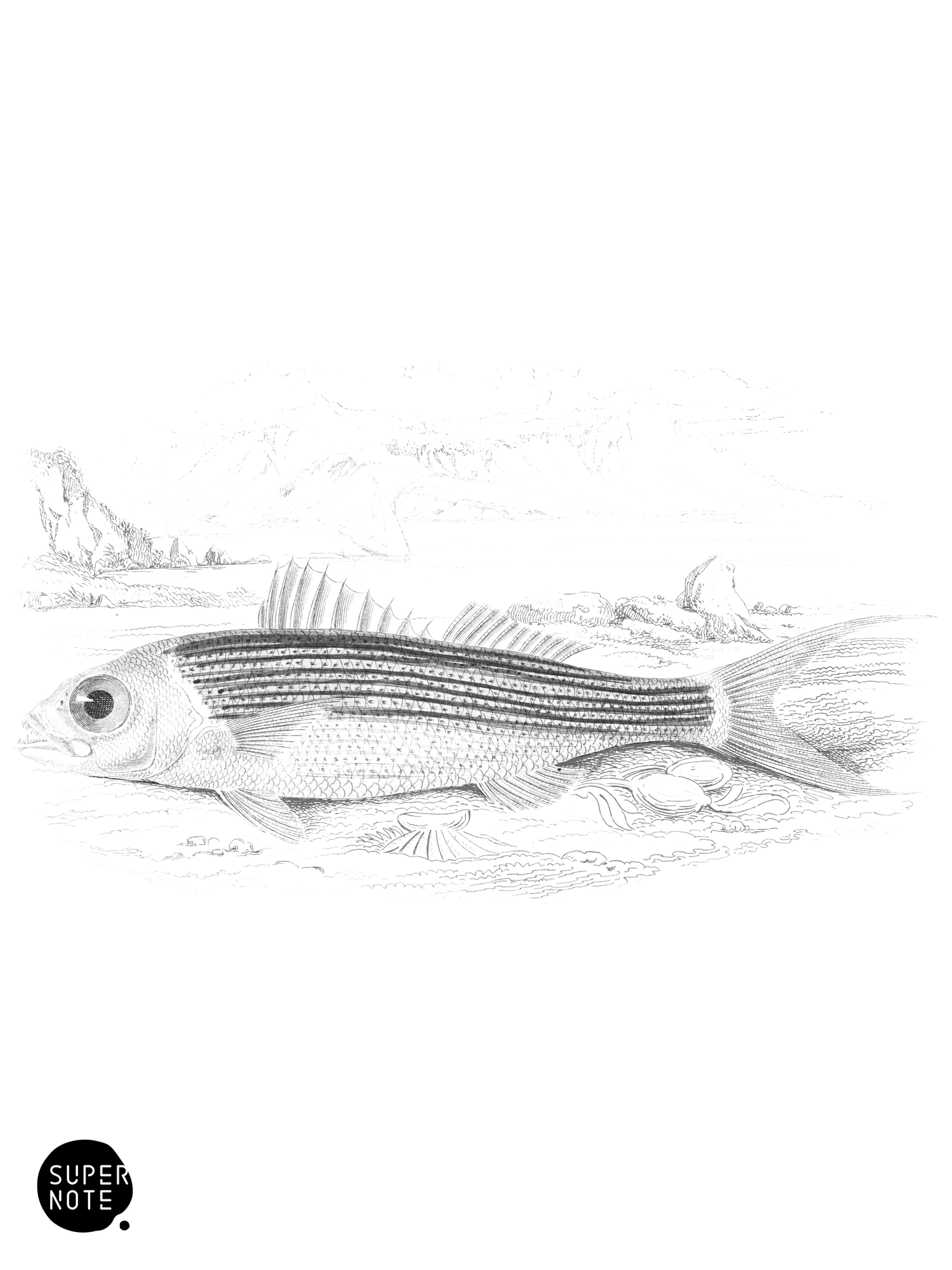 Ruby-Coloured Etelis (vol-07 plate-7).png