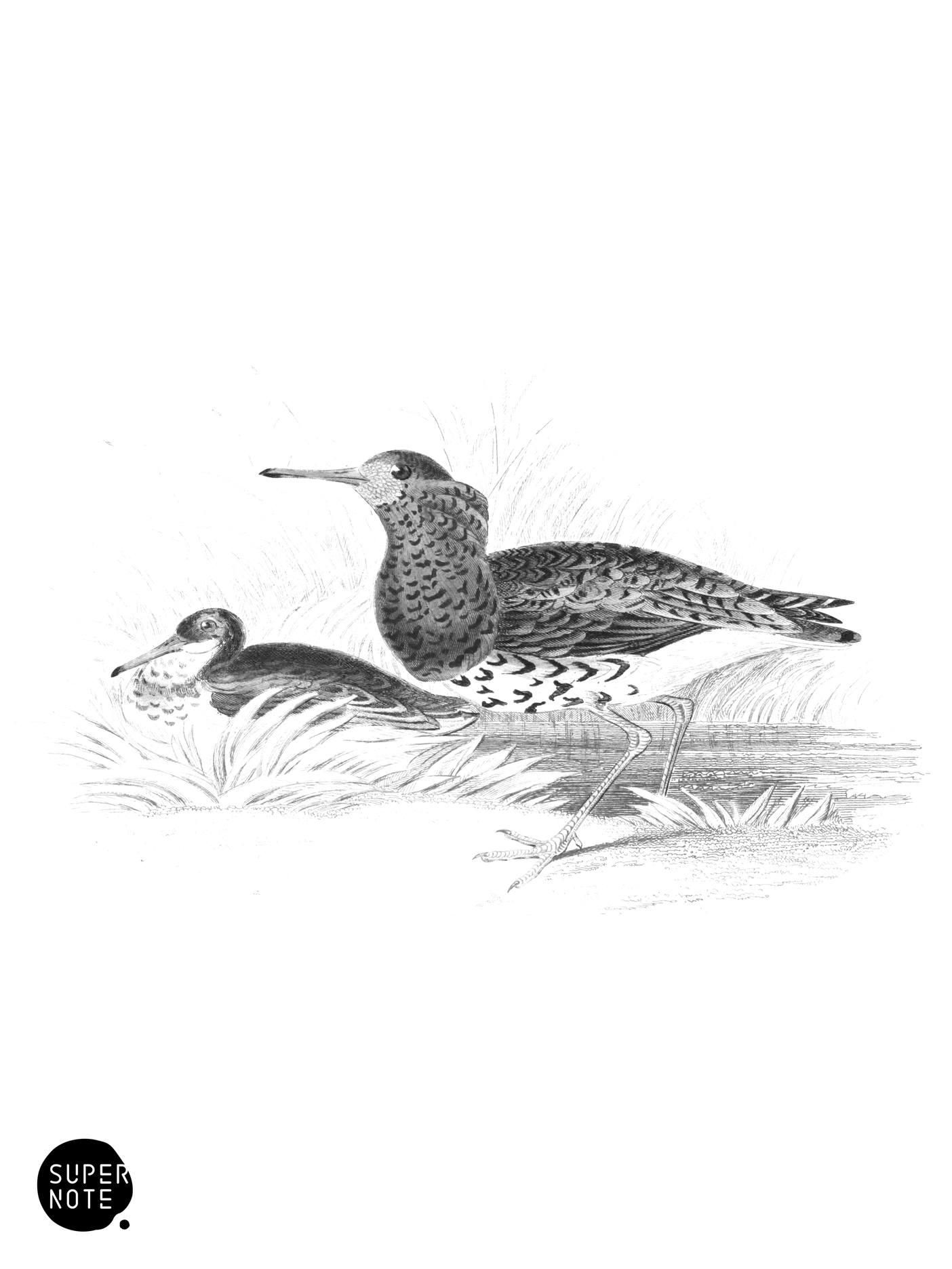 Ruff (vol-34 plate-16).png