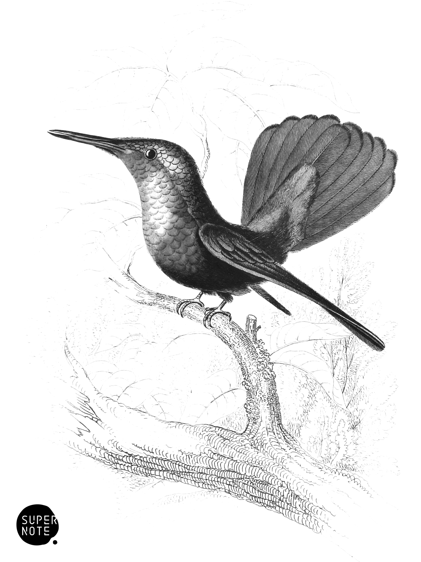 Ruby-Crested Humming-Bird (vol-01 plate-11).png