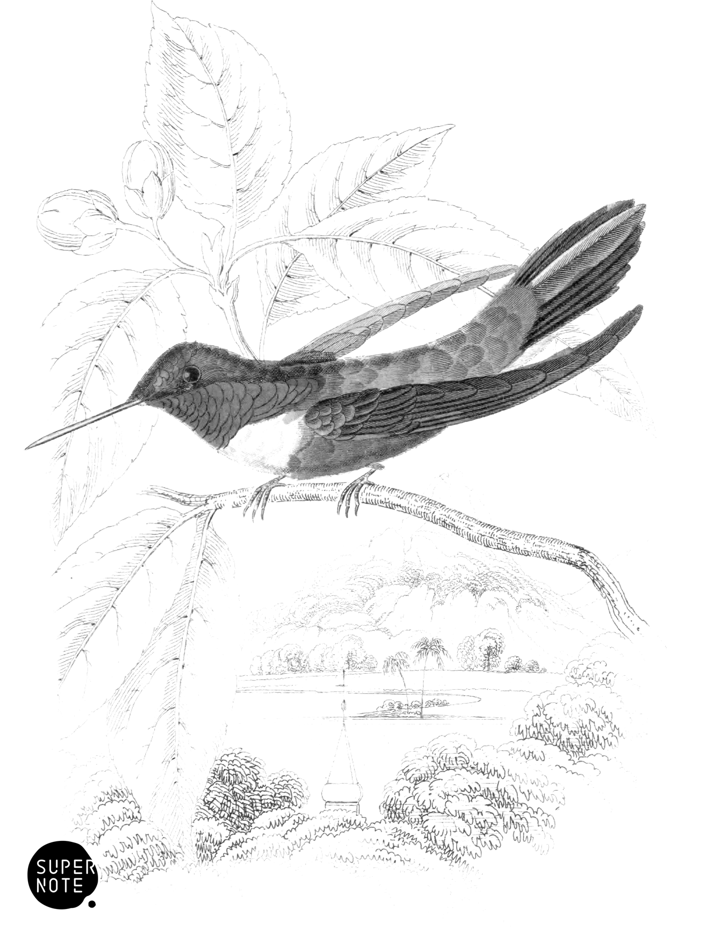 Ruff-Necked or Nootka Humming-Bird (vol-03 plate-11).png