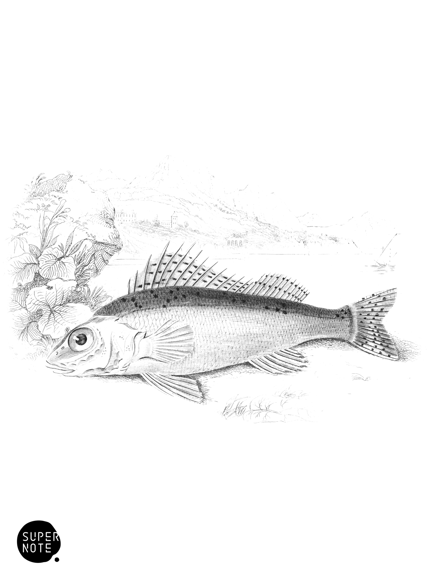 Ruffe (vol-07 plate-26).png